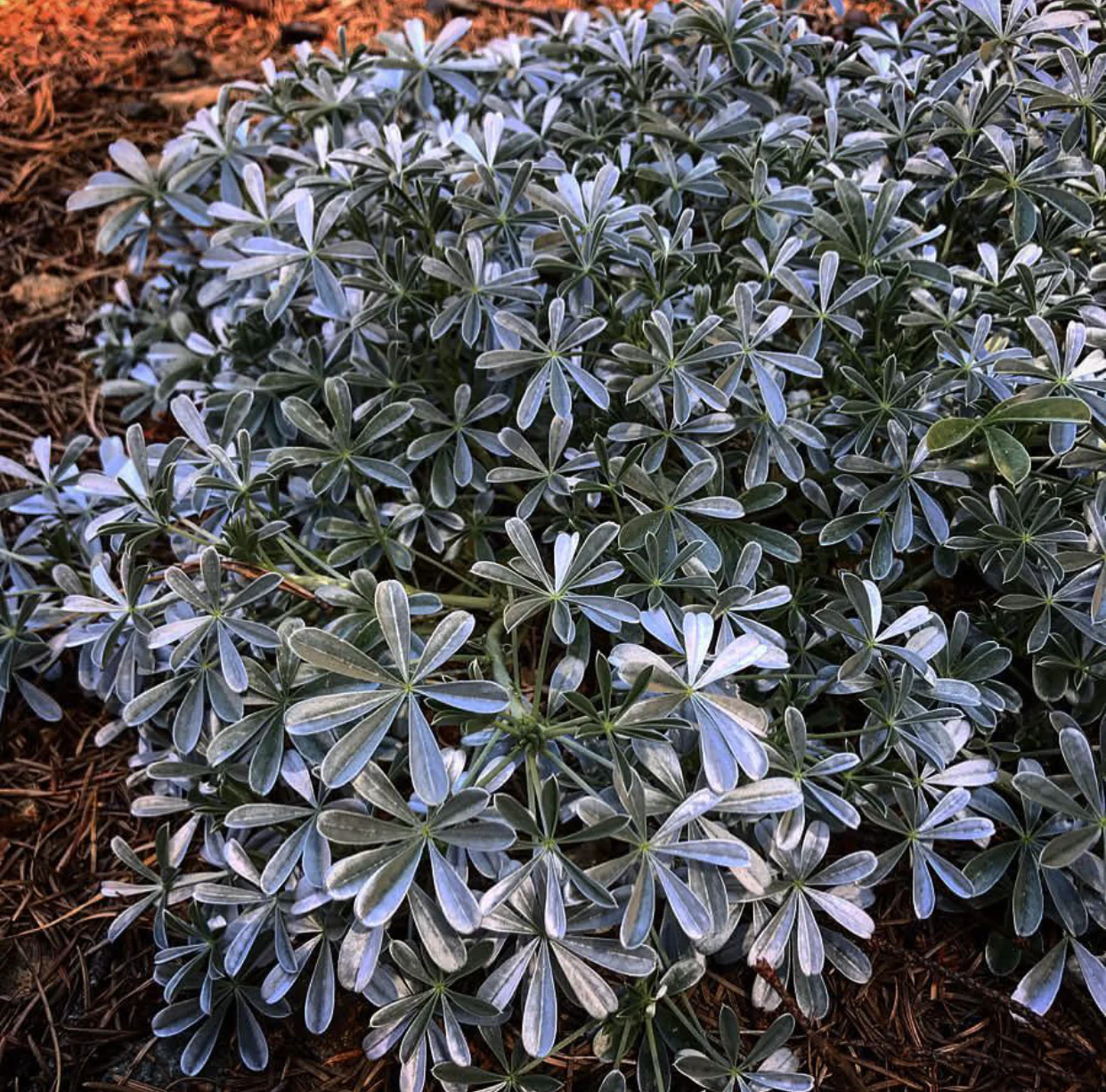Lupinus albifrons - Image 2