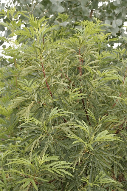 Lyonothamnus floribundus var. aspleniifolius - Image 3