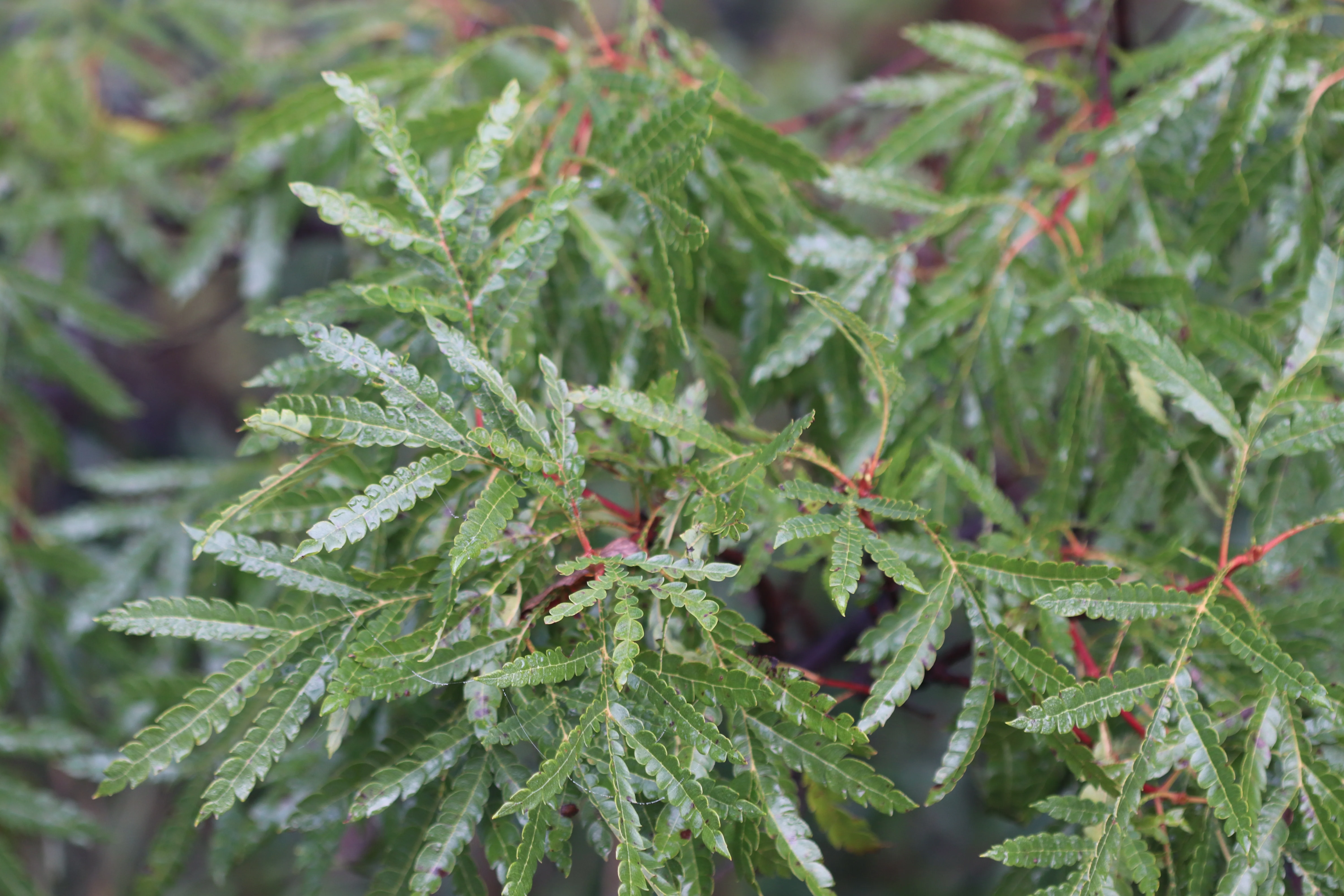 Lyonothamnus floribundus var. aspleniifolius - Image 4