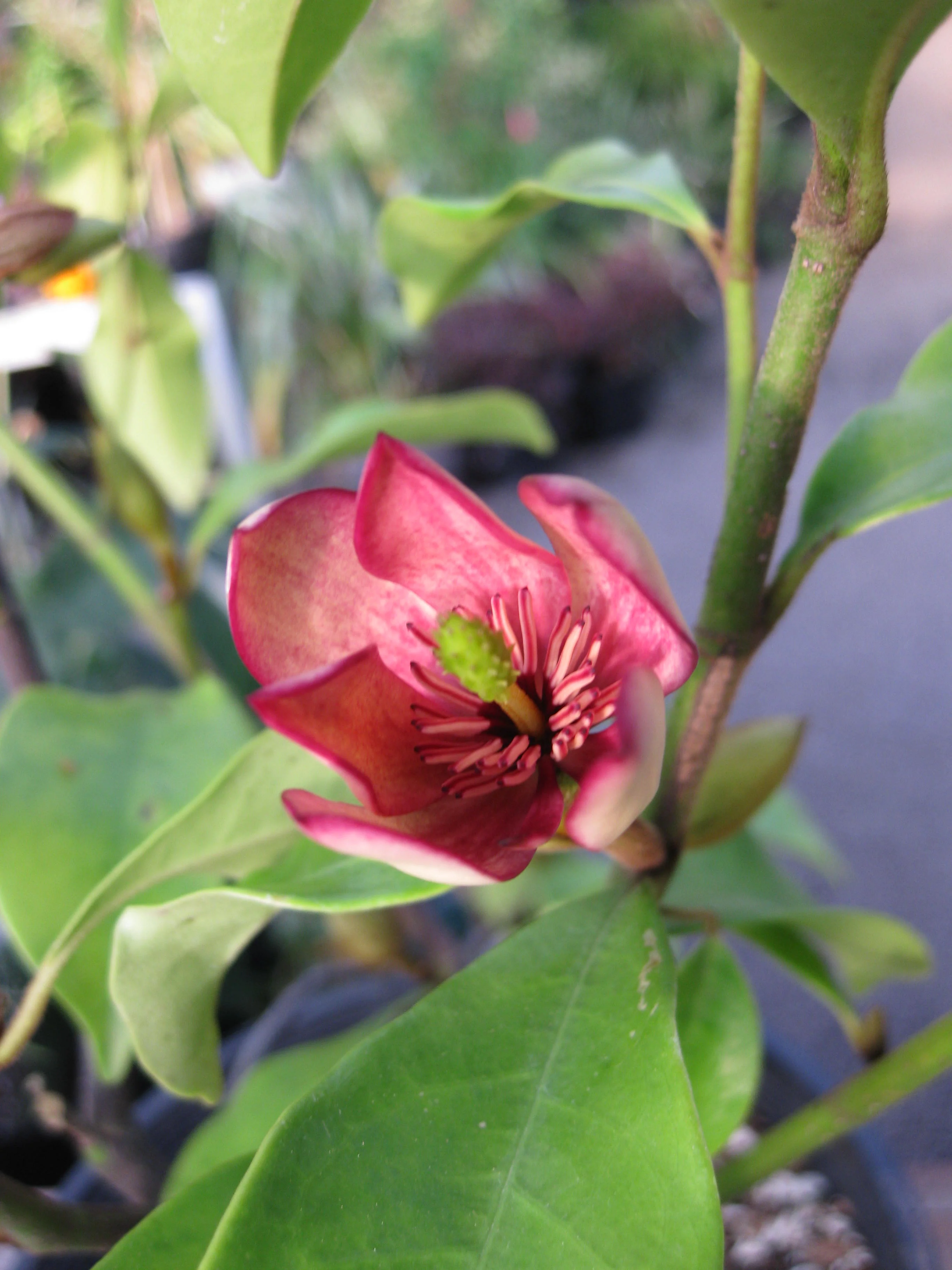 *RETAIL - Magnolia figo 'Port Wine' - Image 2