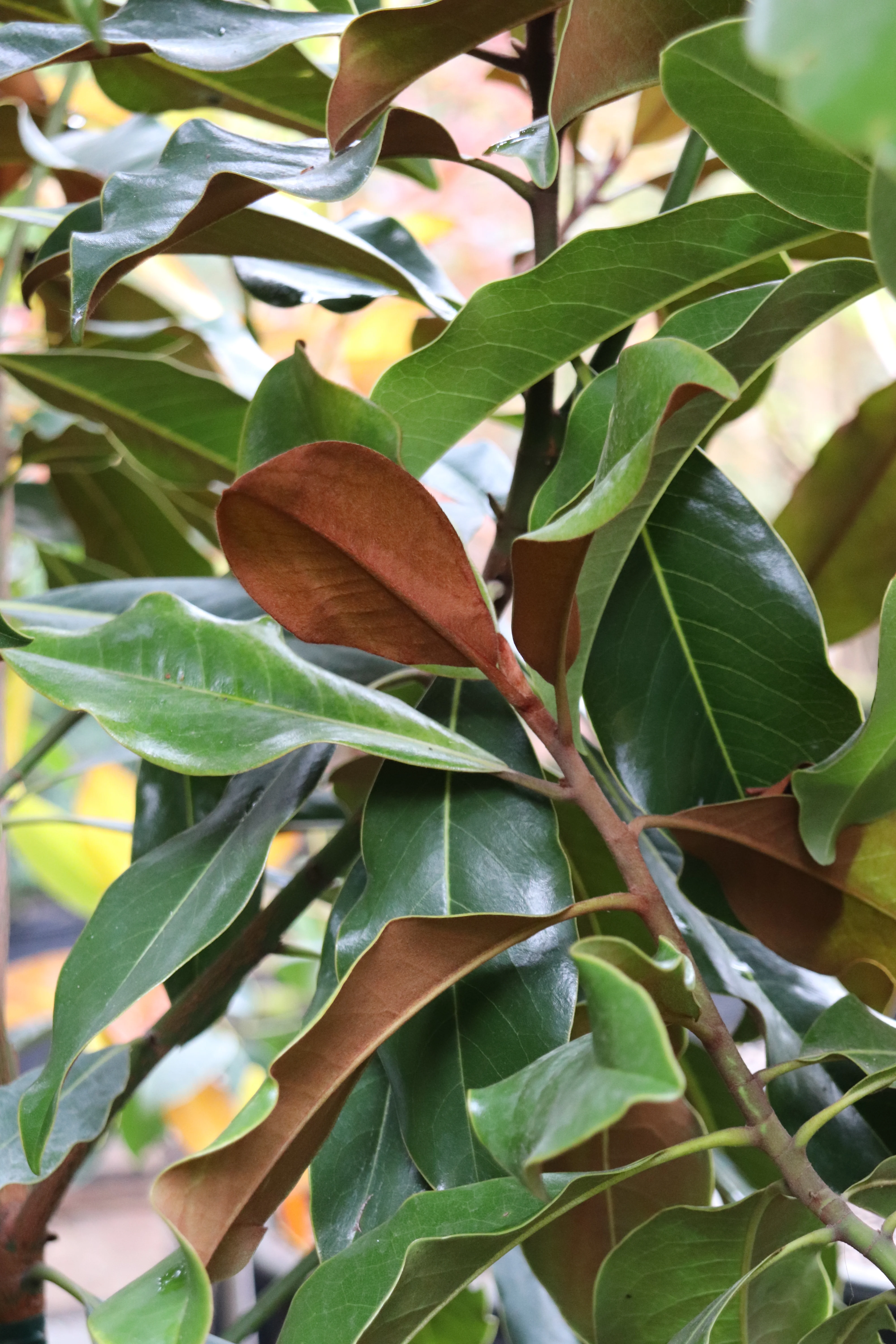 *RETAIL - Magnolia grandiflora 'Bracken's Brown Beauty' - Image 2