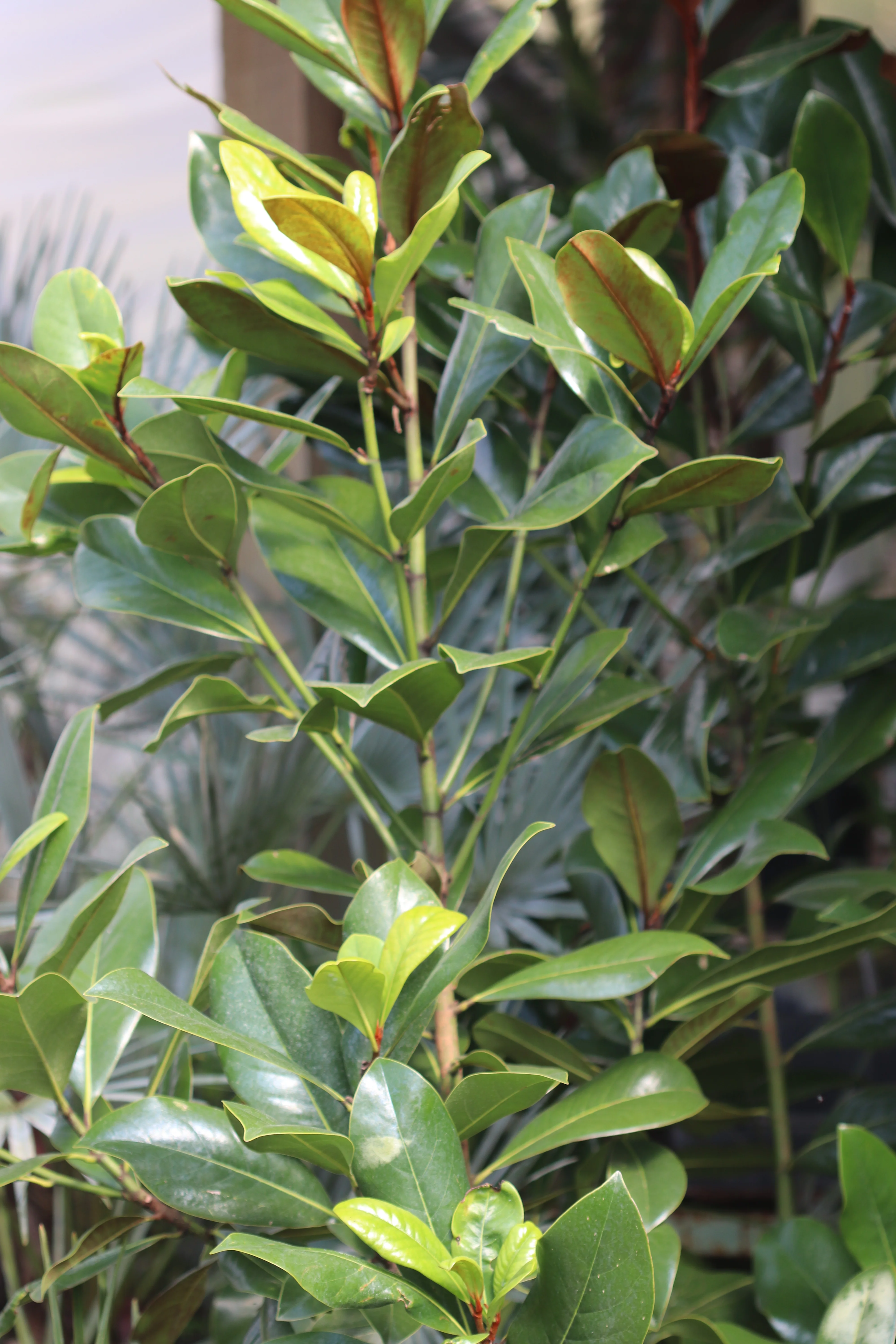 *RETAIL - Magnolia grandiflora 'D.D. Blanchard' - Image 2