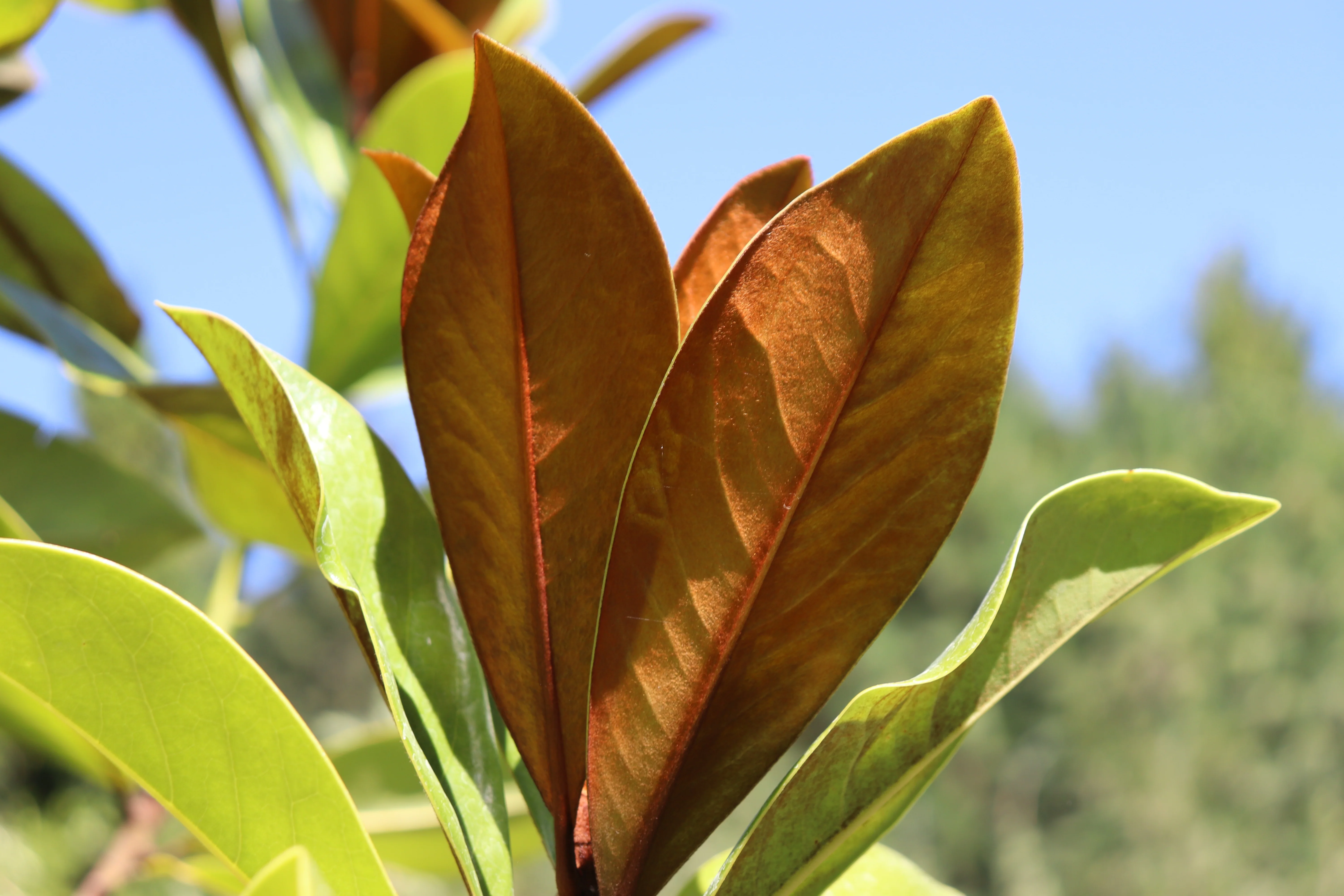 *RETAIL - Magnolia grandiflora 'D.D. Blanchard' - Image 3