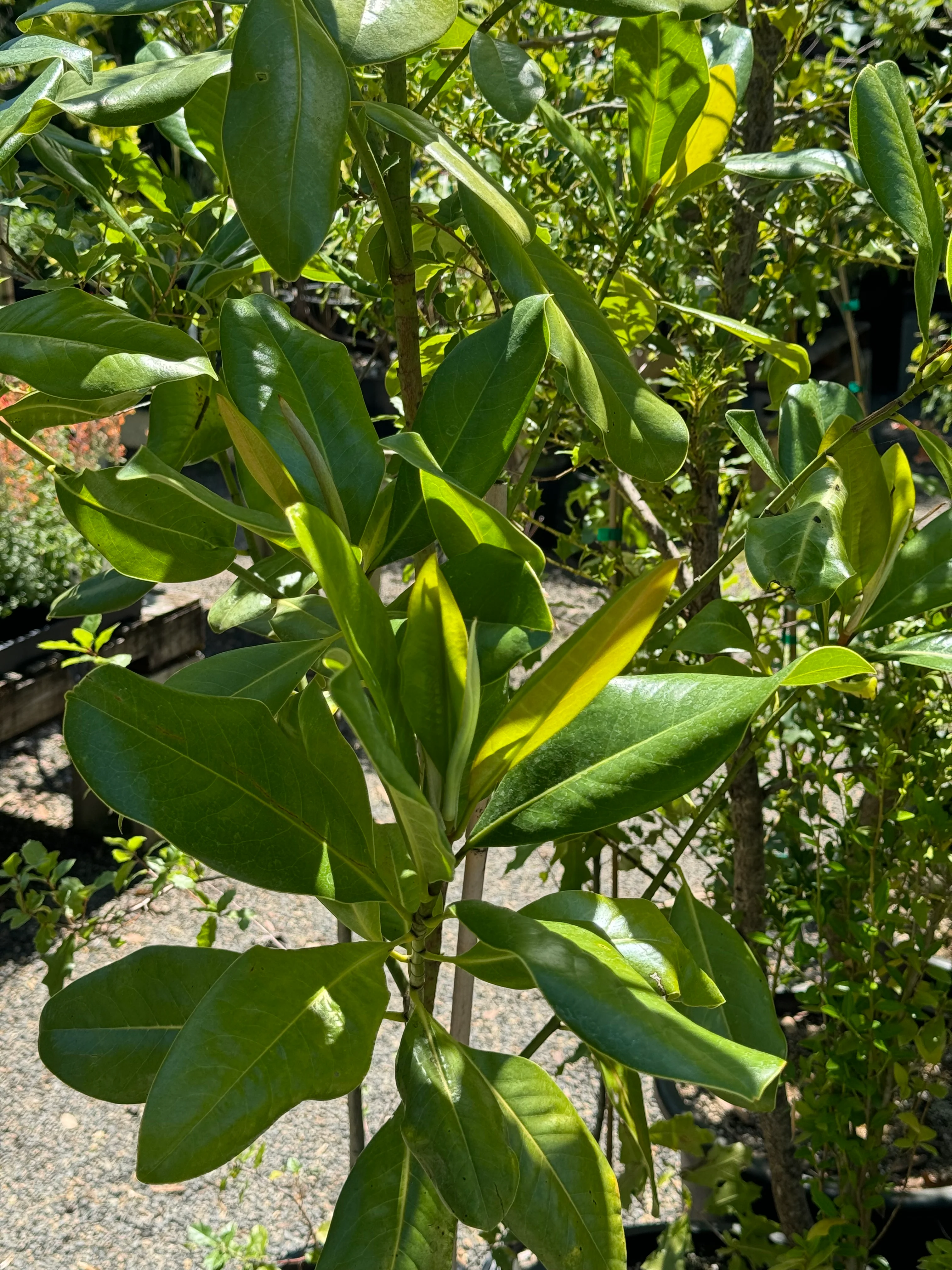 *RETAIL - Magnolia grandiflora 'Edith Bogue' - Image 2