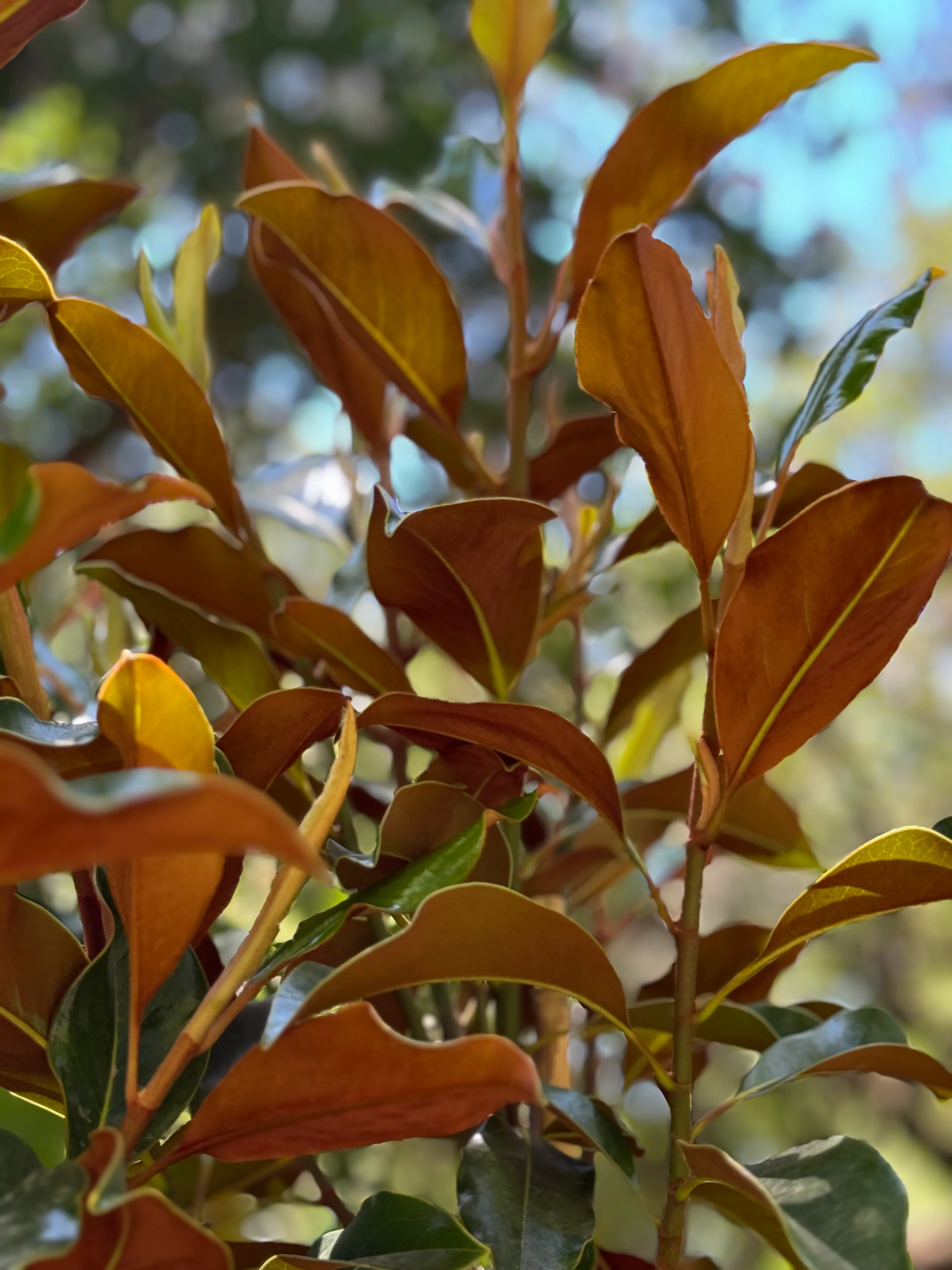 *RETAIL - Magnolia grandiflora 'Kay Parris' - Image 2
