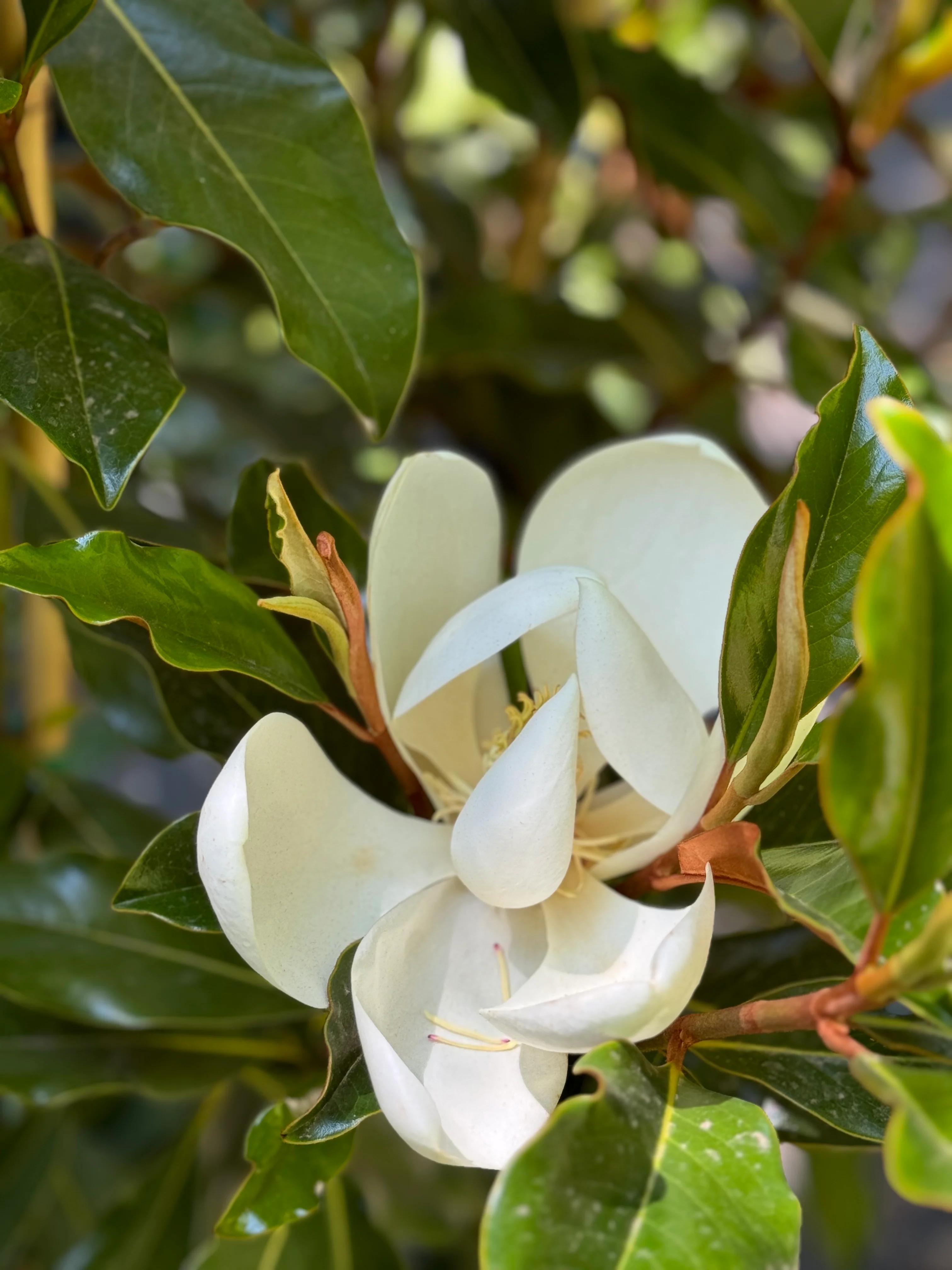 *RETAIL - Magnolia grandiflora 'Kay Parris' - Image 3