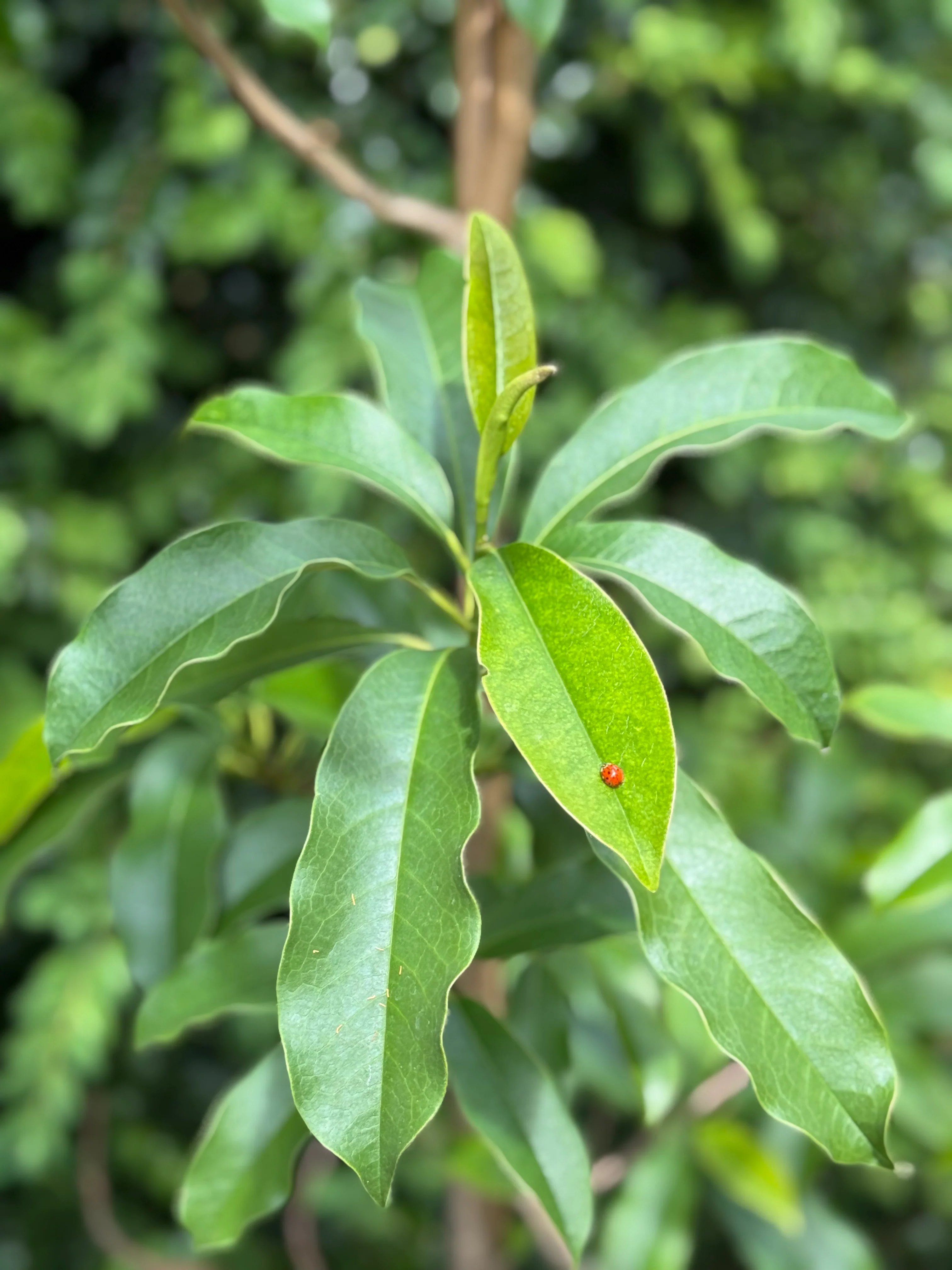 *RETAIL - Magnolia insignis - Image 2