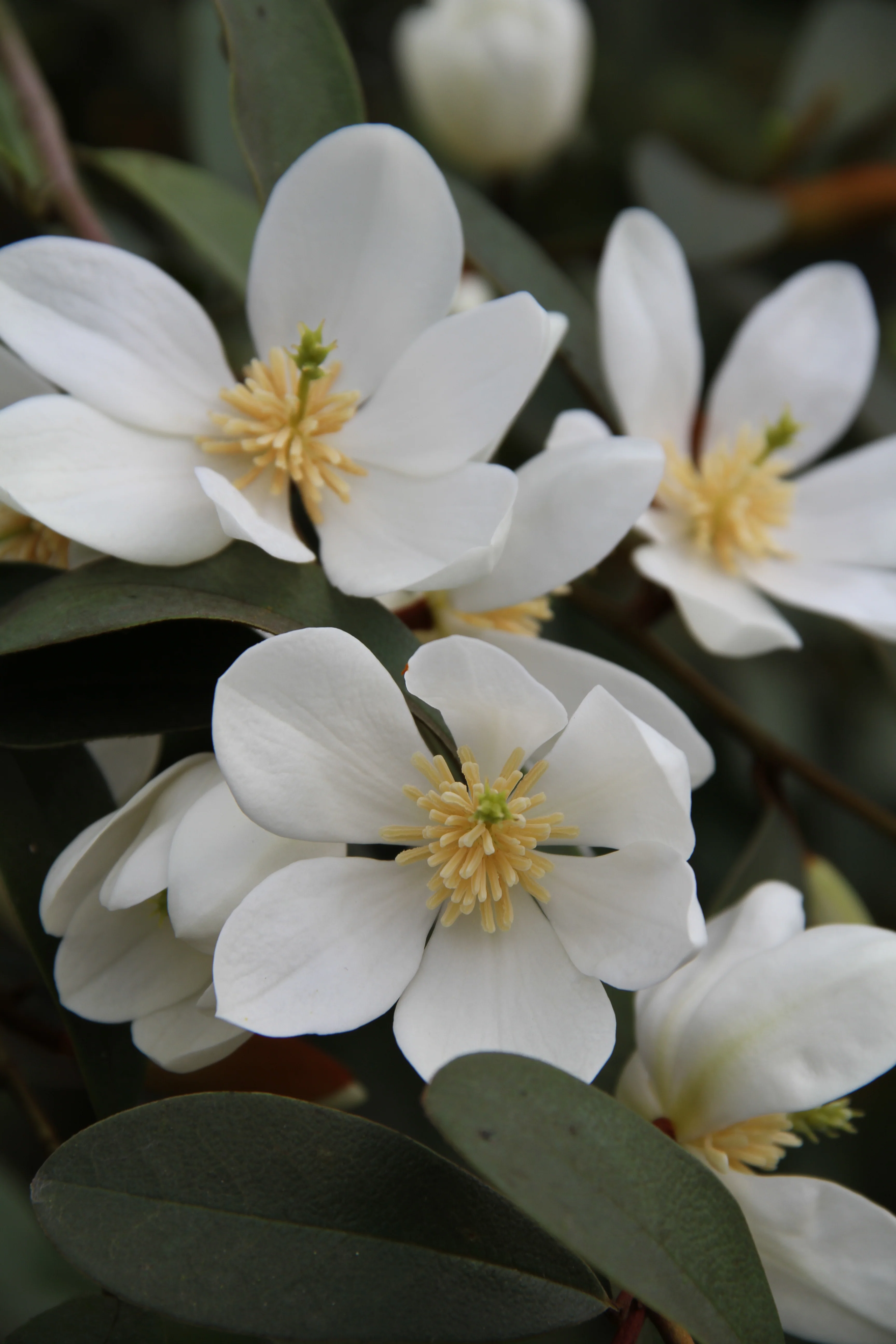 *RETAIL - Magnolia laevifolia