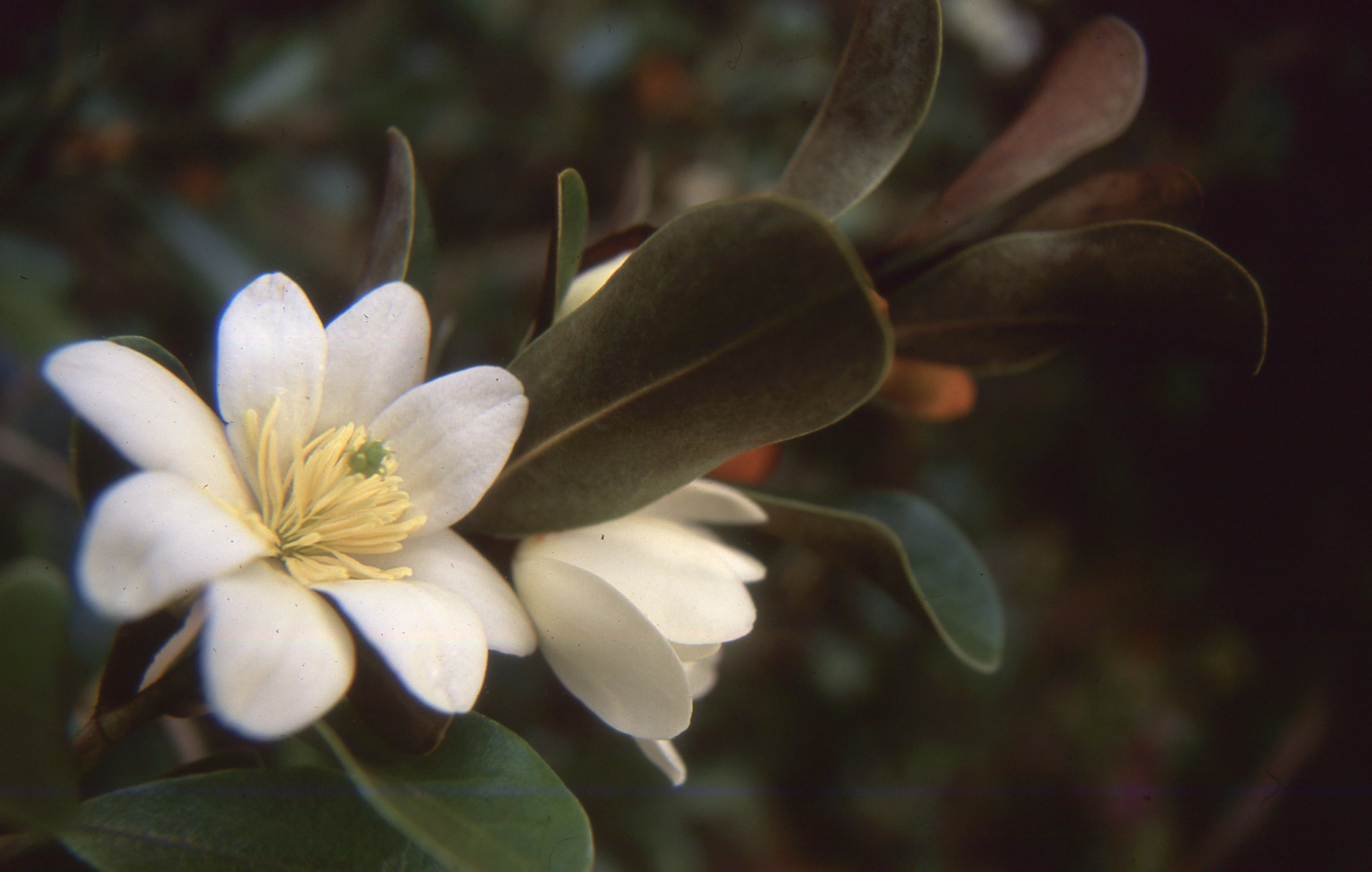*RETAIL - Magnolia laevifolia - Image 2