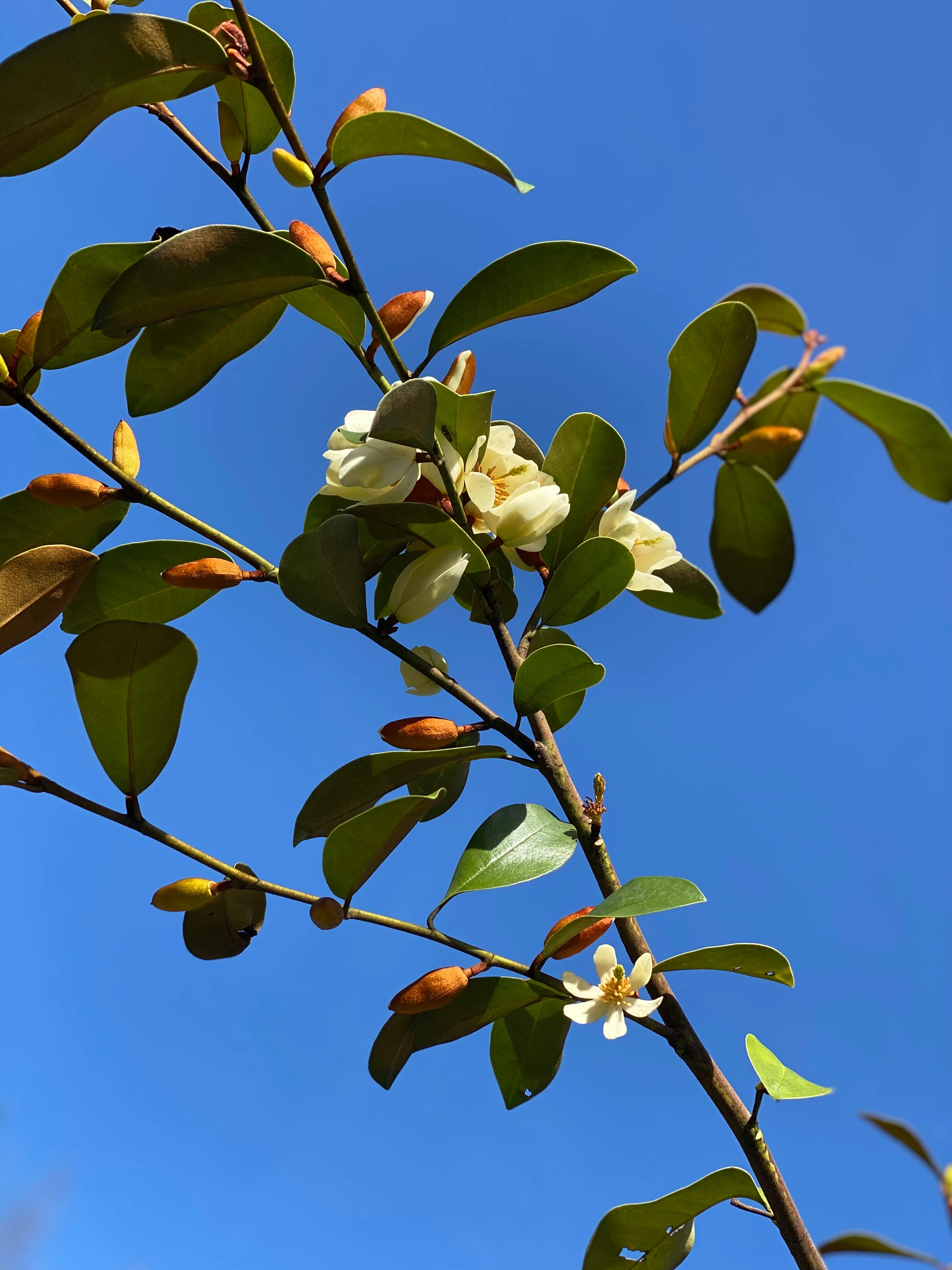 Magnolia laevifolia 'Largess' - Image 2