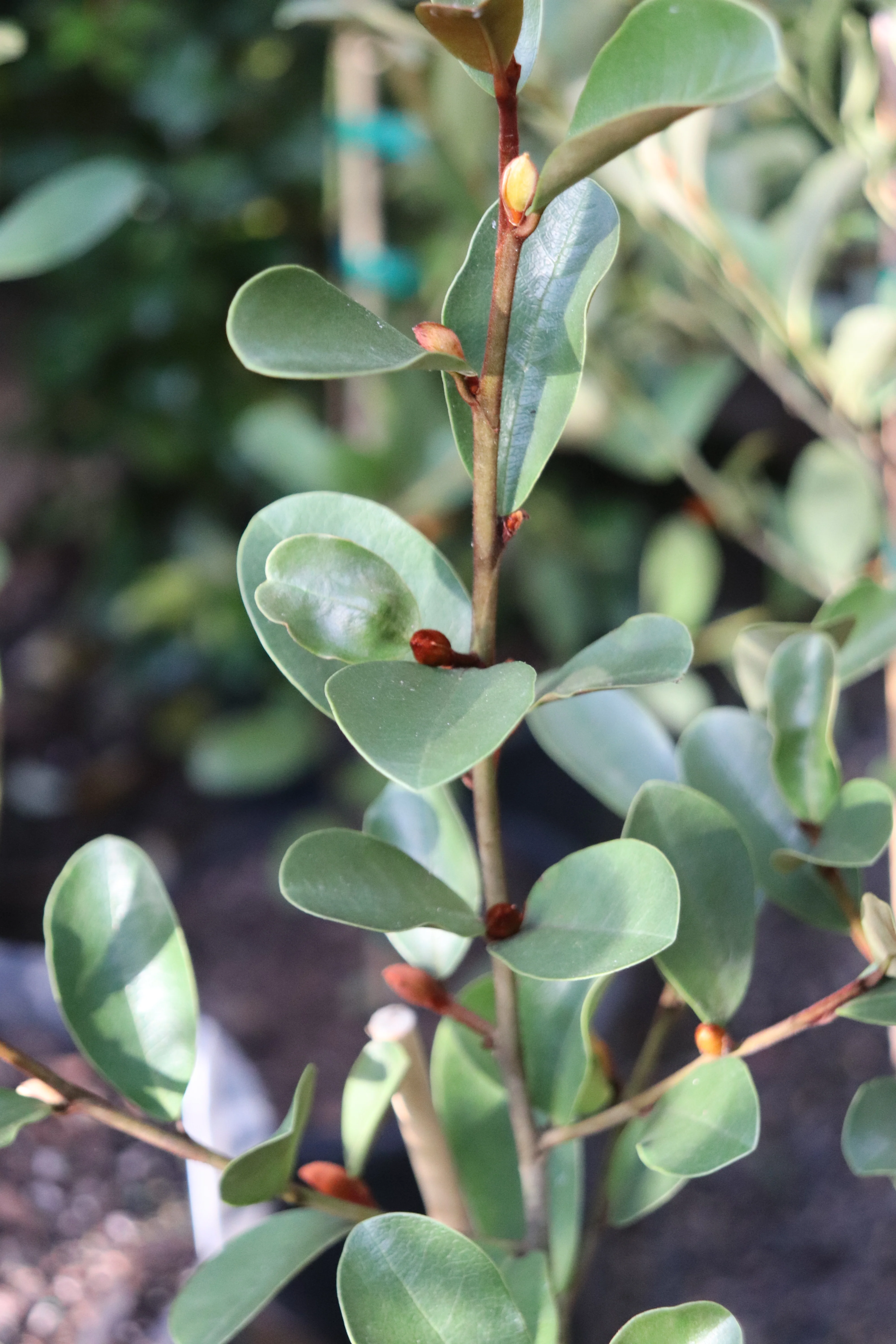 *RETAIL - Magnolia laevifolia 'Warm Fuzzies'
