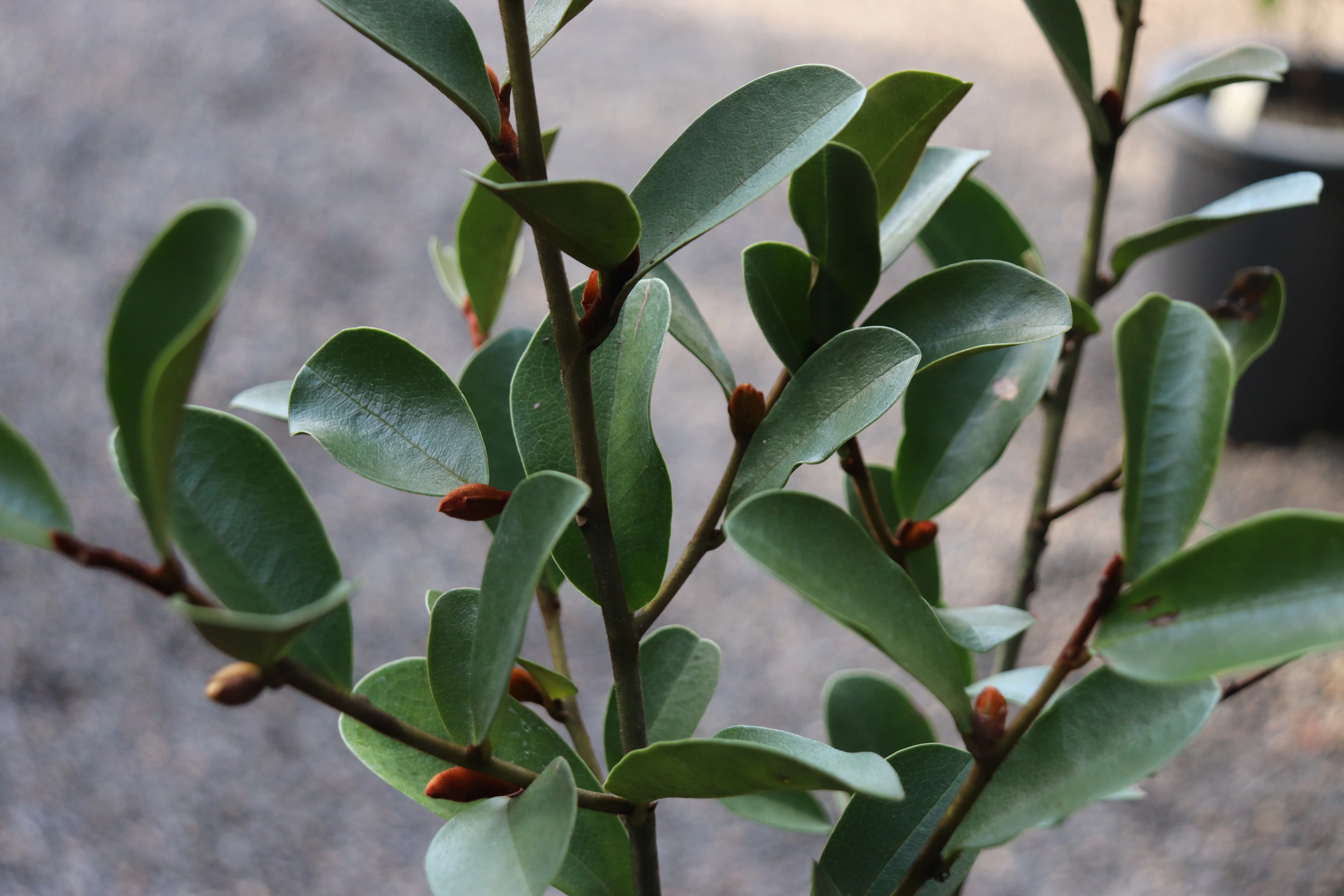 *RETAIL - Magnolia laevifolia 'Warm Fuzzies' - Image 2