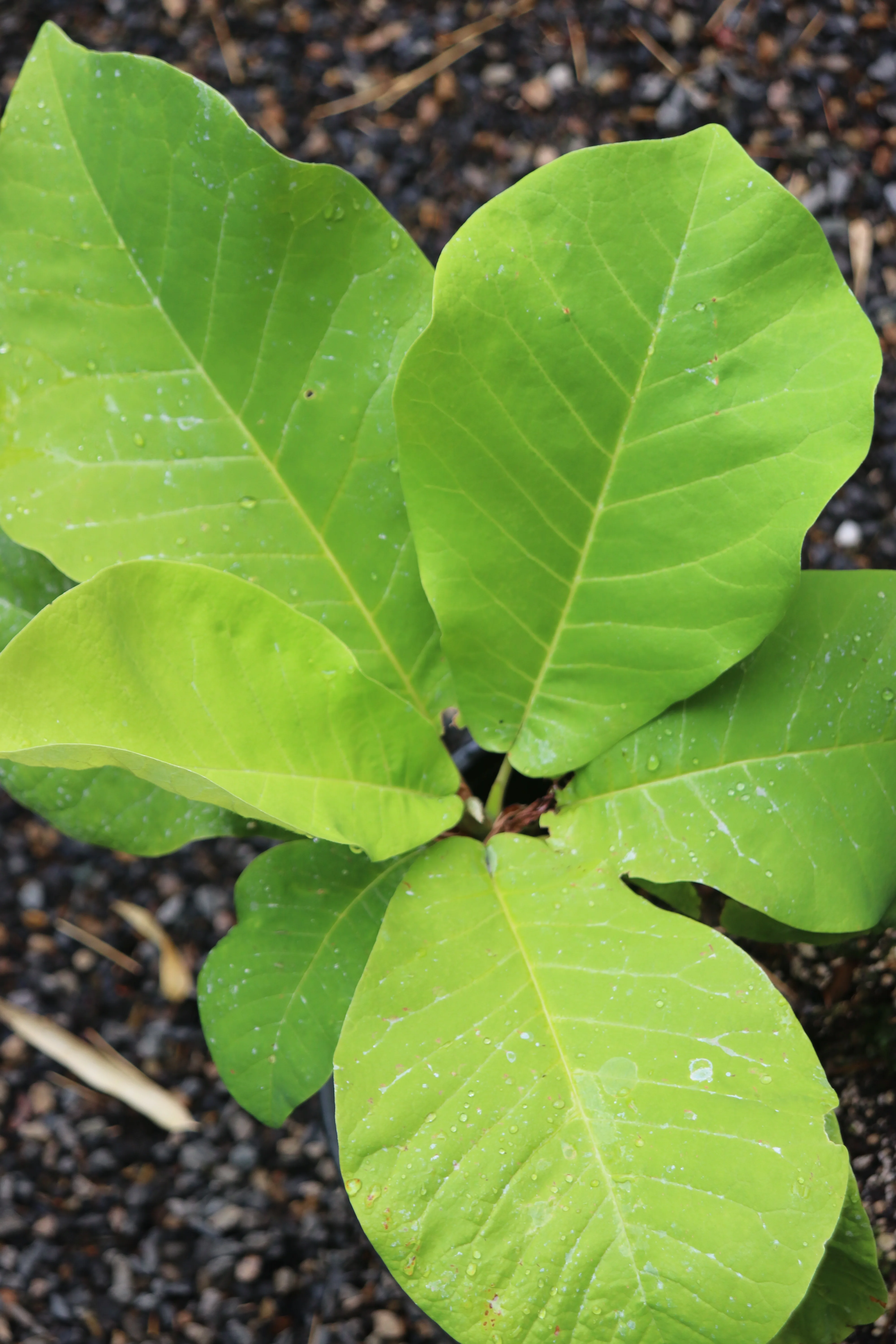 *RETAIL - Magnolia macrophylla - Image 2