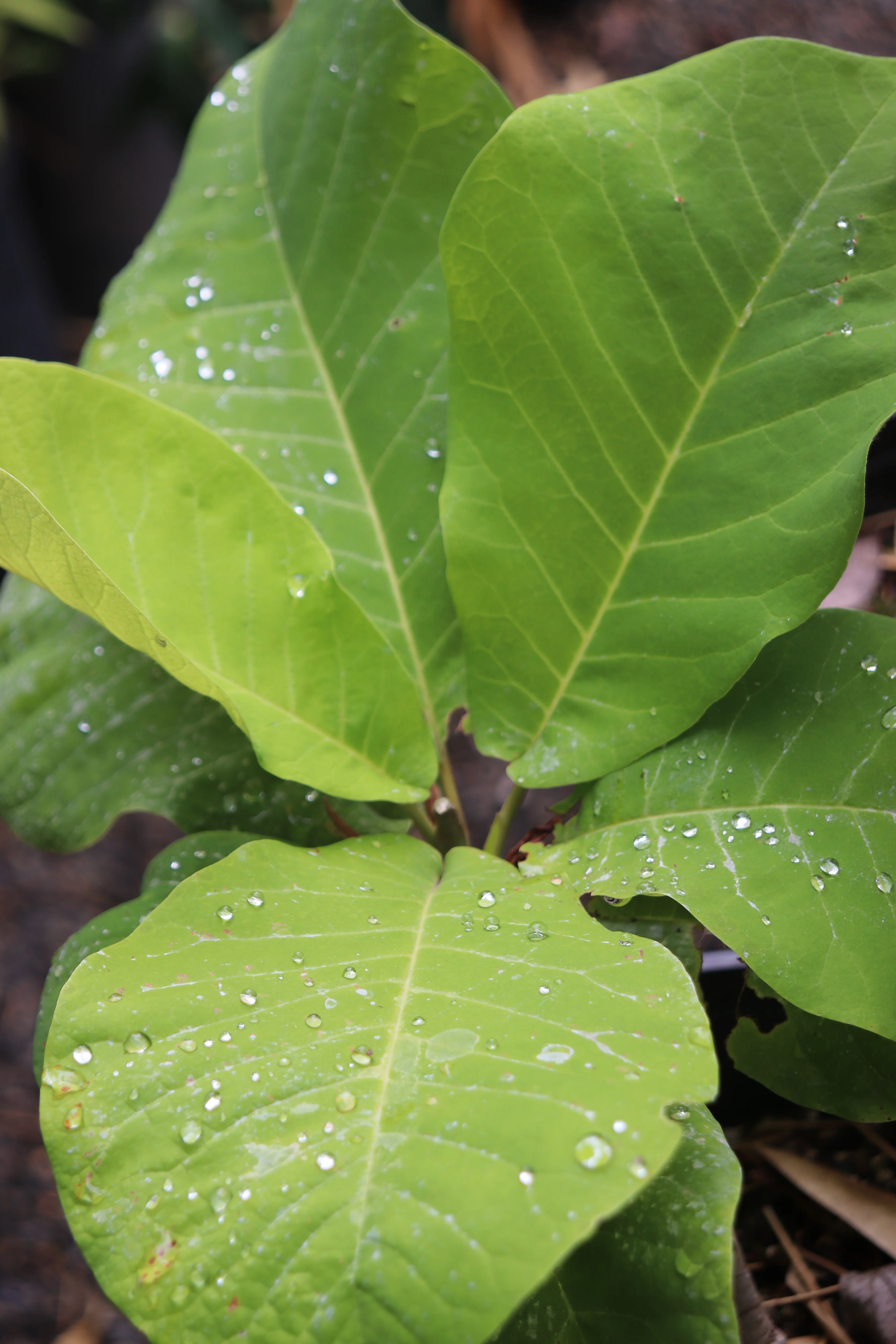*RETAIL - Magnolia macrophylla - Image 3