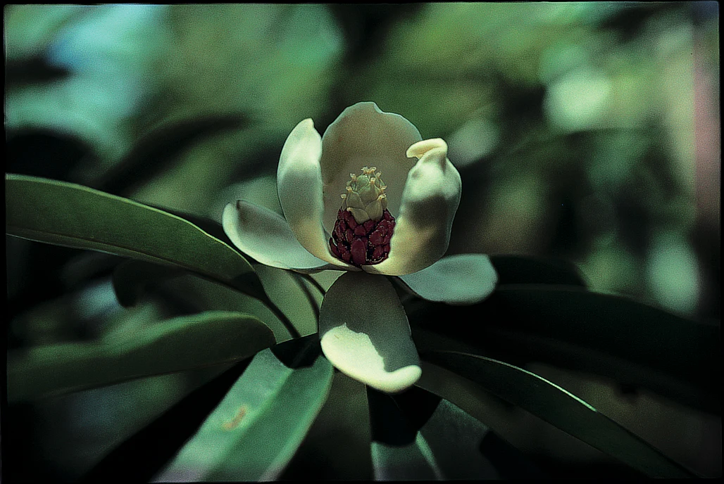 *RETAIL - Magnolia yunnanensis
