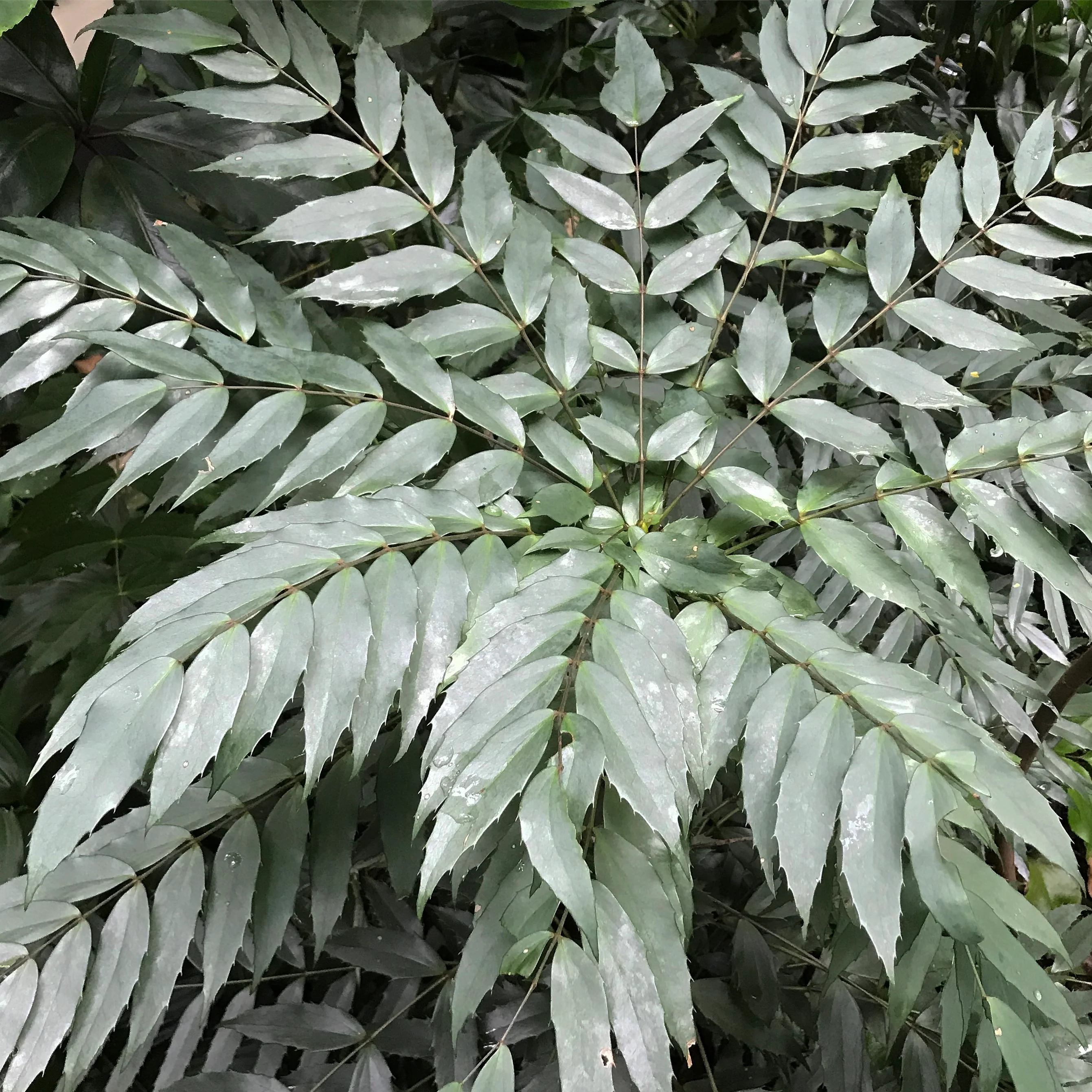 *RETAIL - Mahonia eurybracteata [Cistus Silvers] - Image 2