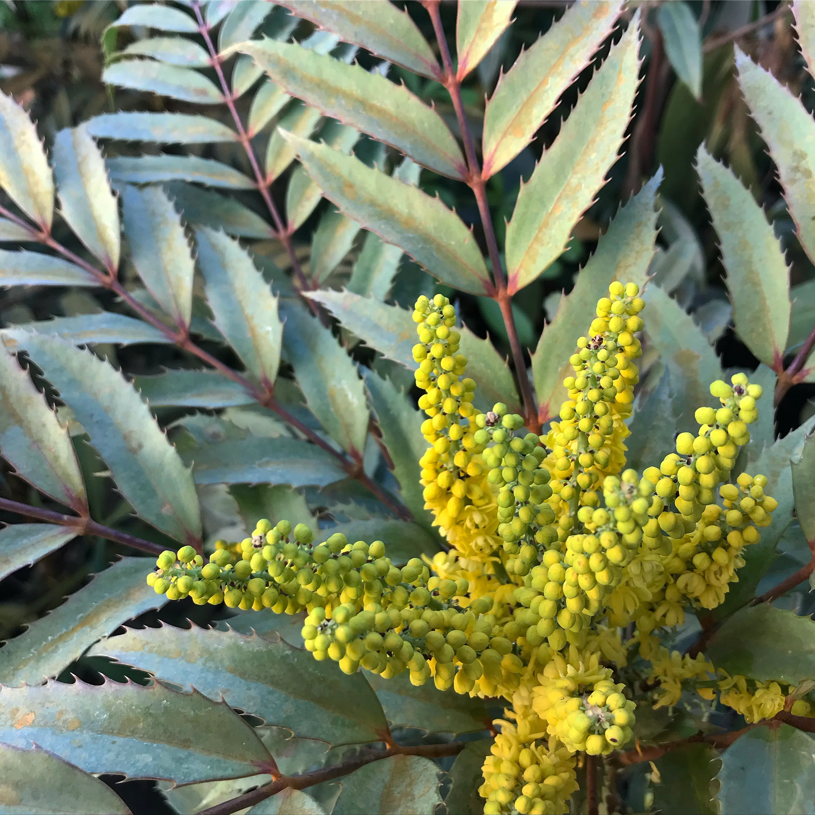 *RETAIL - Mahonia eurybracteata [Cistus Silvers] - Image 3