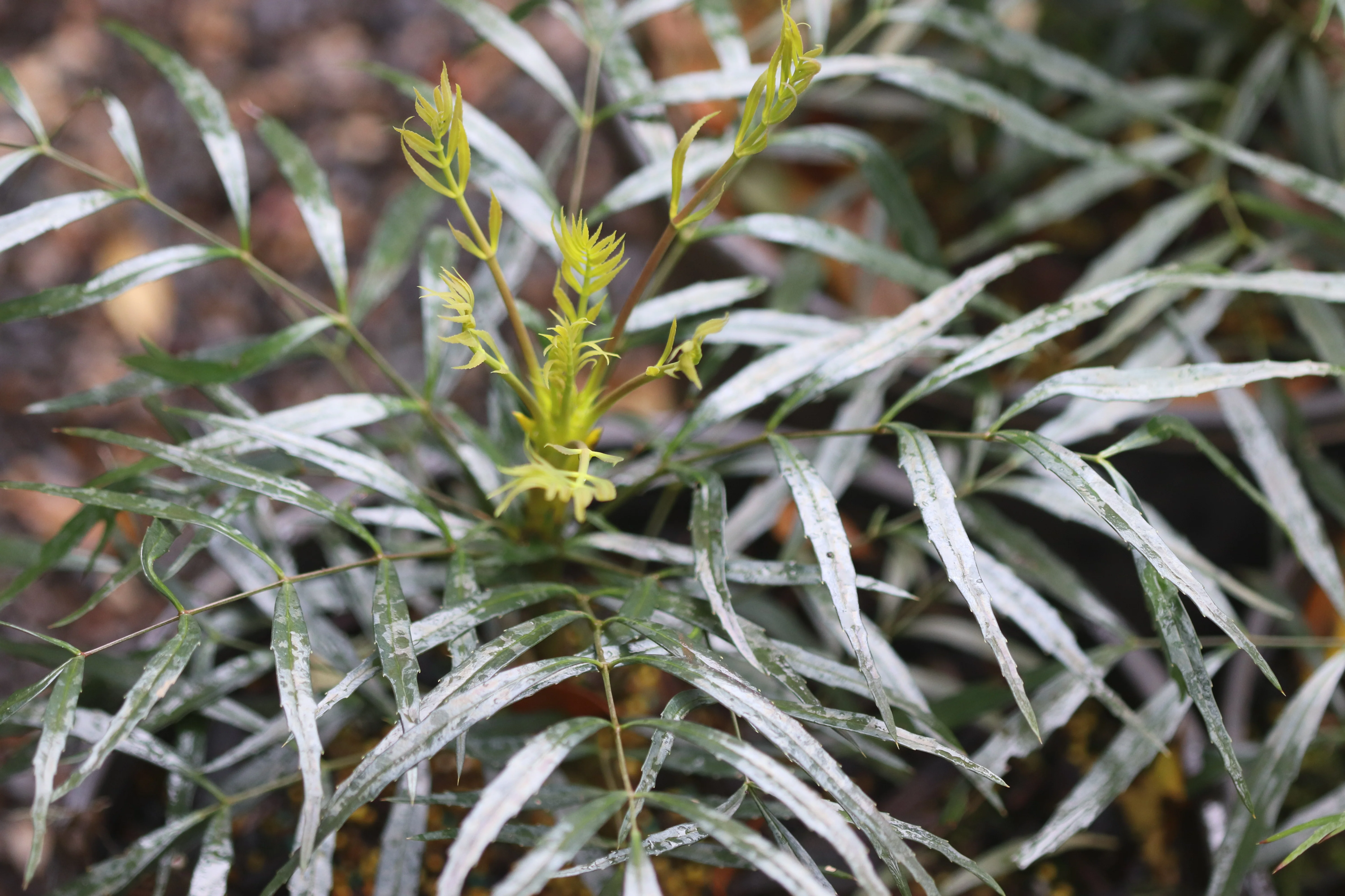 *RETAIL - Mahonia eurybracteata 'Soft Caress' - Image 2