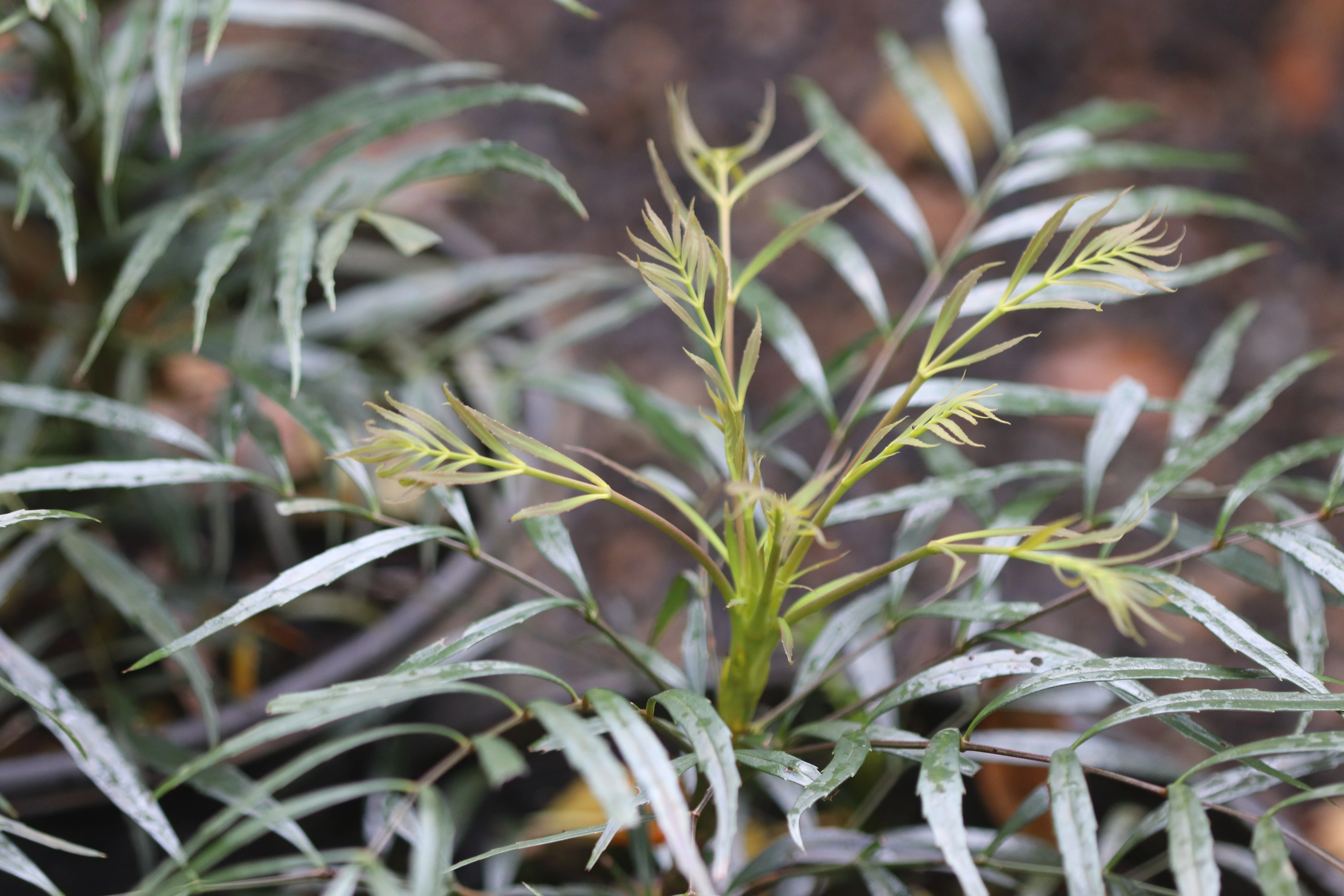 *RETAIL - Mahonia eurybracteata 'Soft Caress' - Image 3