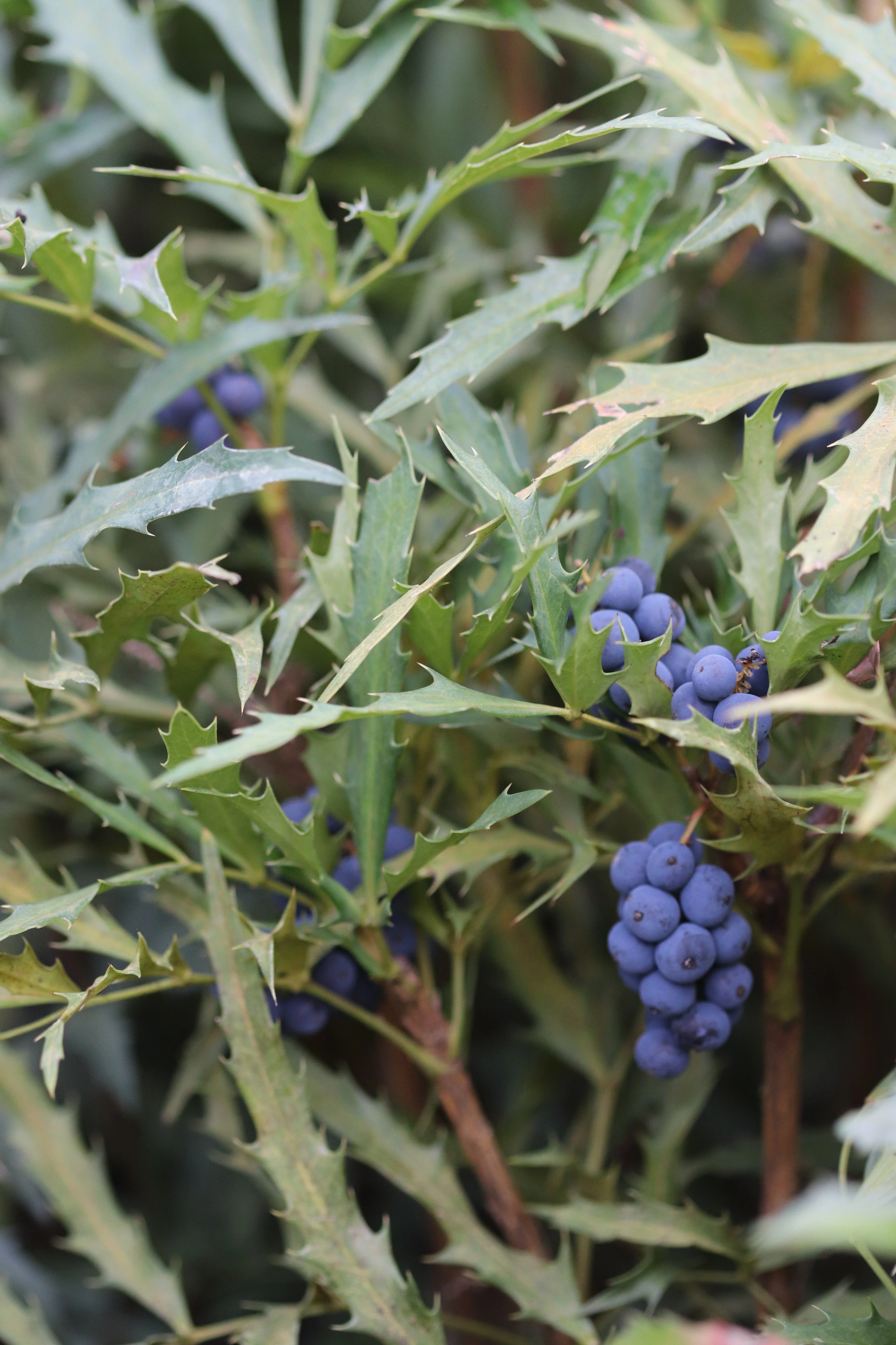 *RETAIL - Mahonia fortunei - Image 2