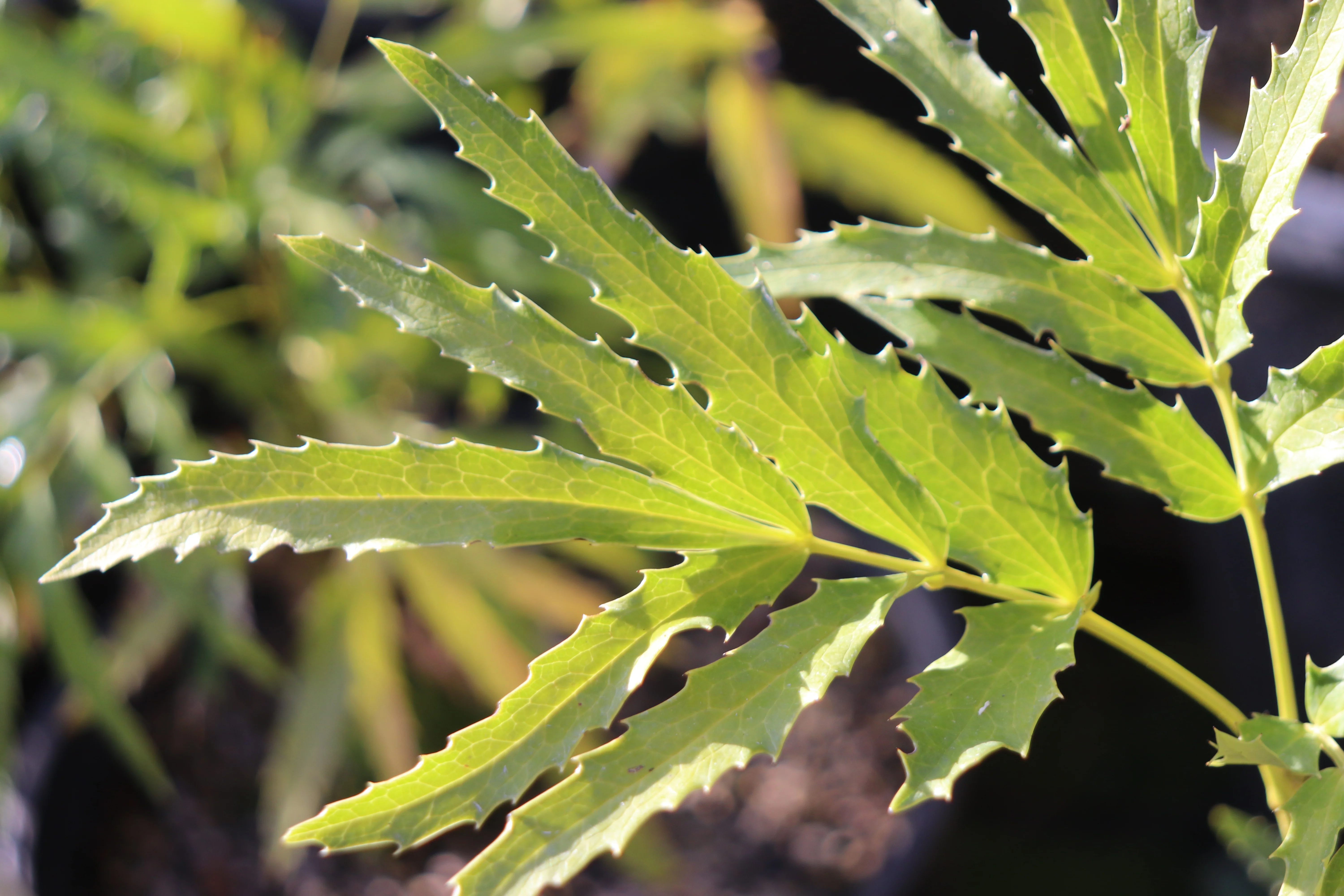 *RETAIL - Mahonia fortunei - Image 4