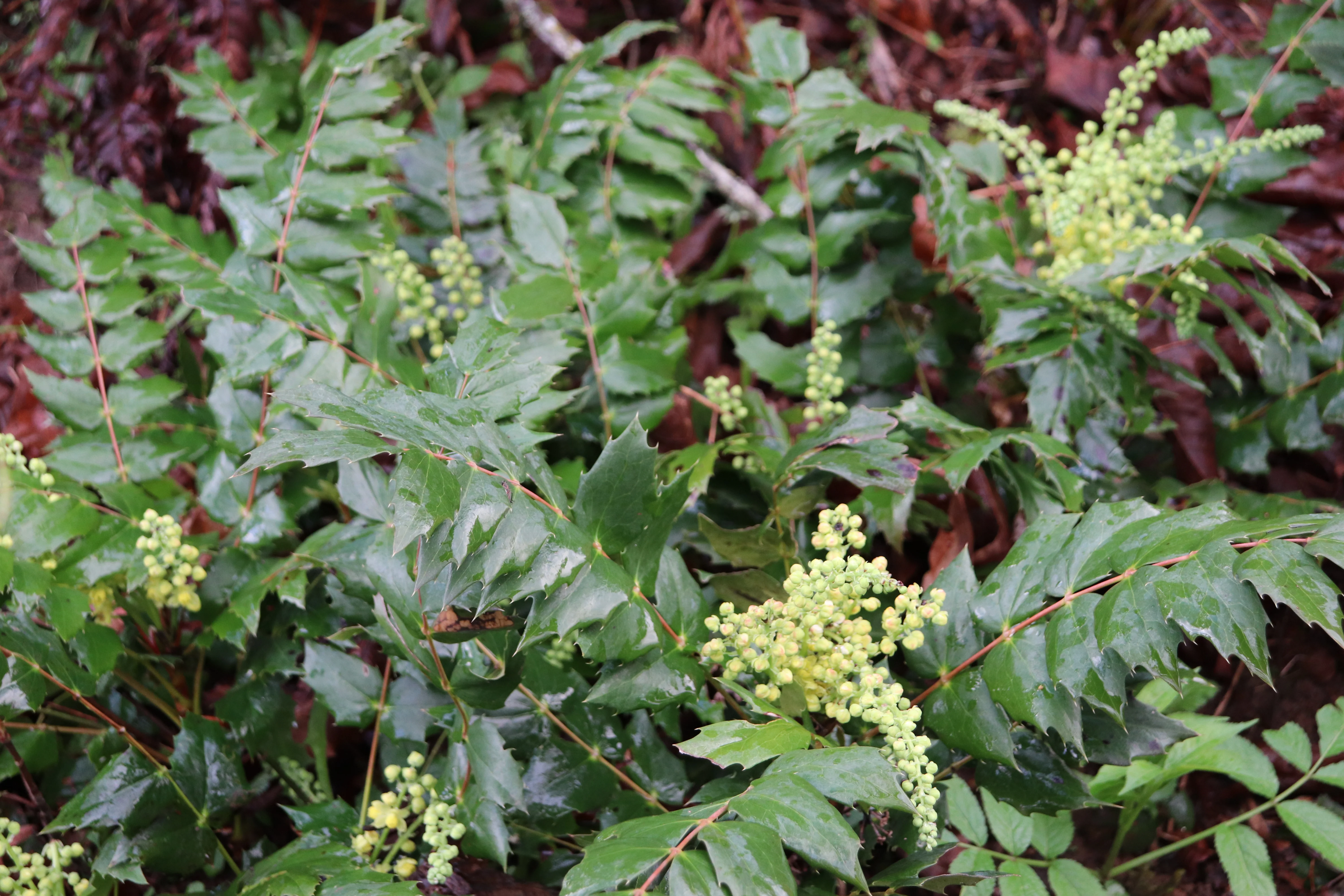 *RETAIL - Mahonia nervosa - Image 2