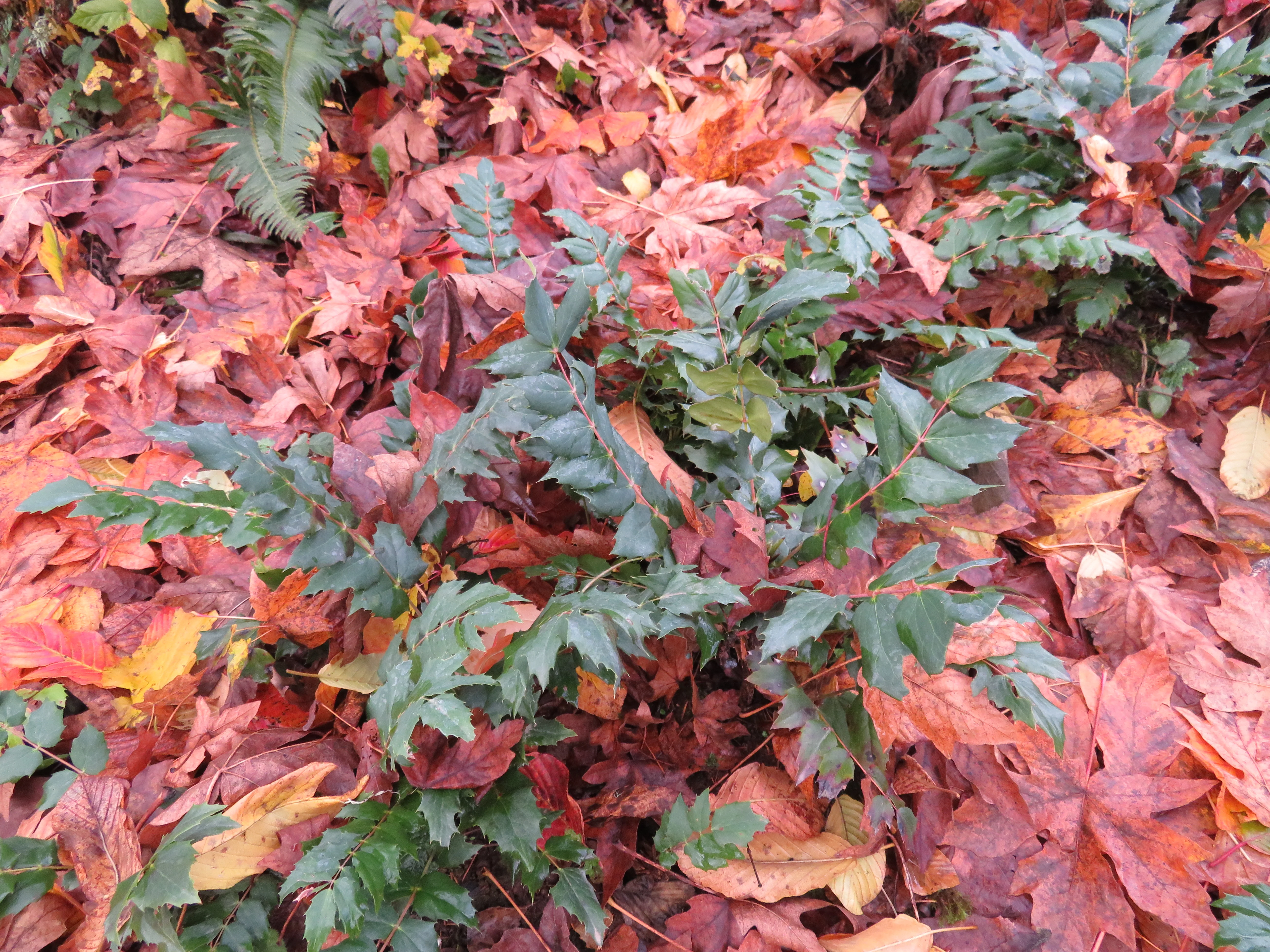 *RETAIL - Mahonia nervosa - Image 3