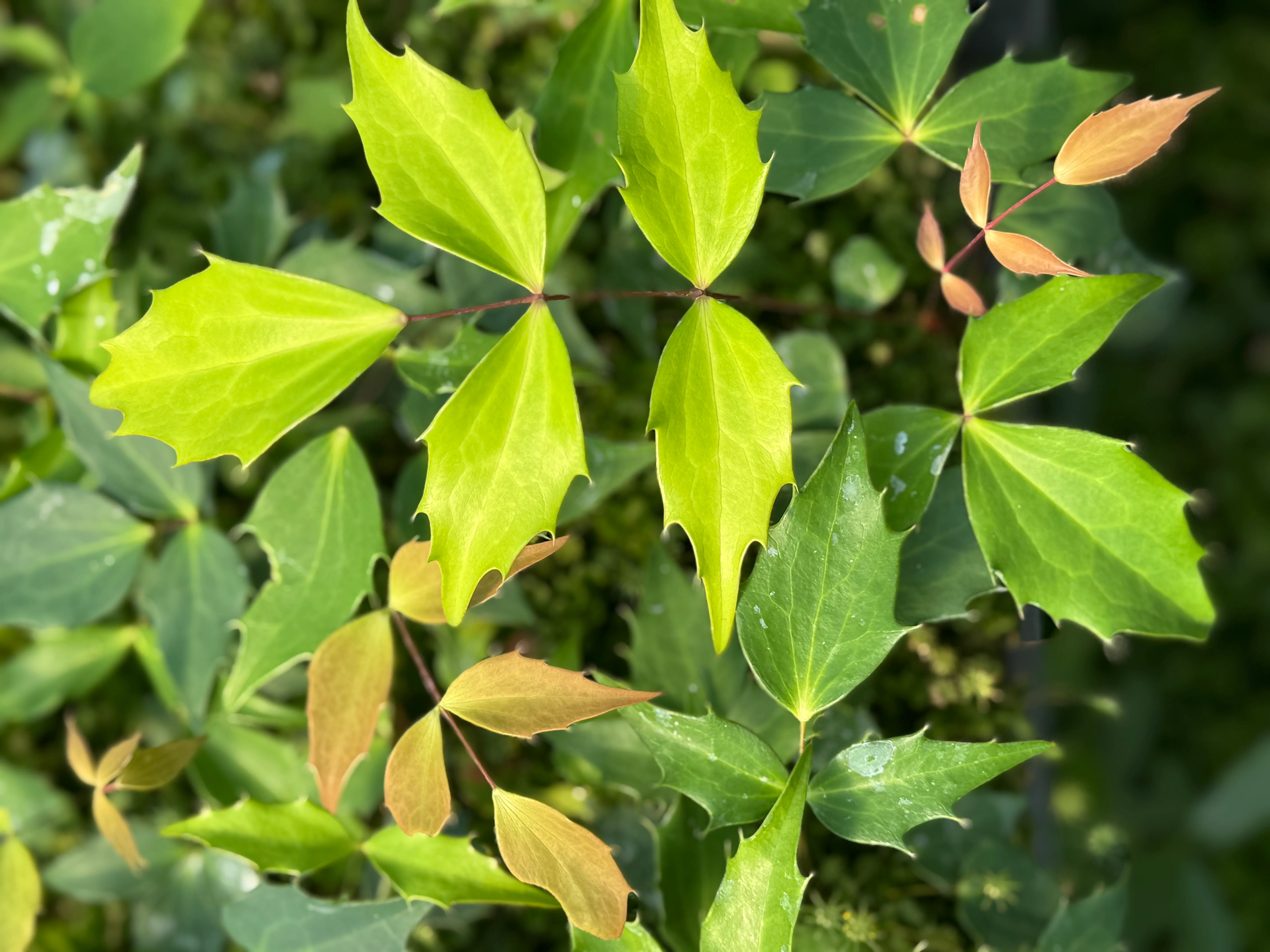*RETAIL - Mahonia nitens 94010 - Image 2