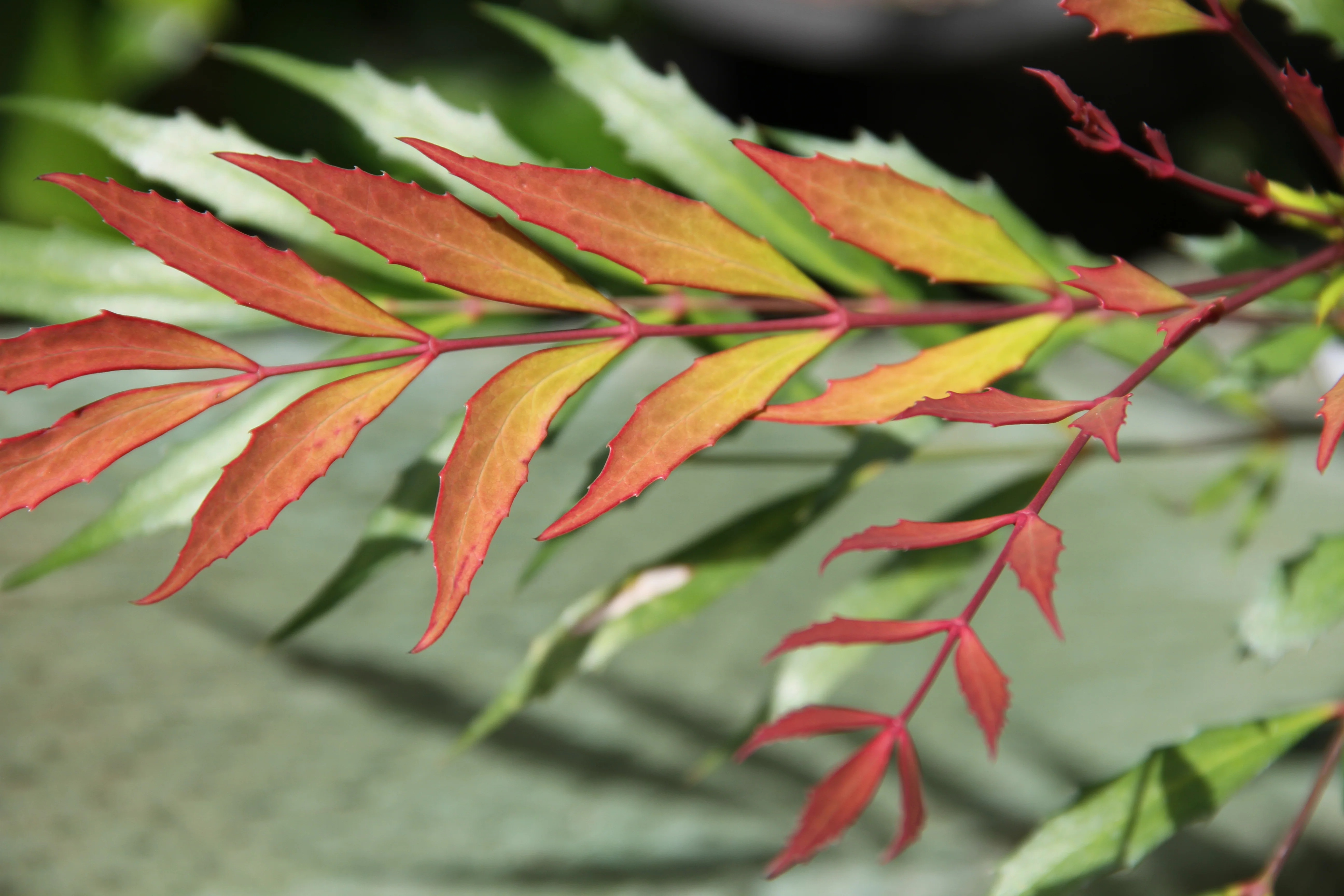 *RETAIL - Mahonia nitens x eurybracteata 'The Narrows'