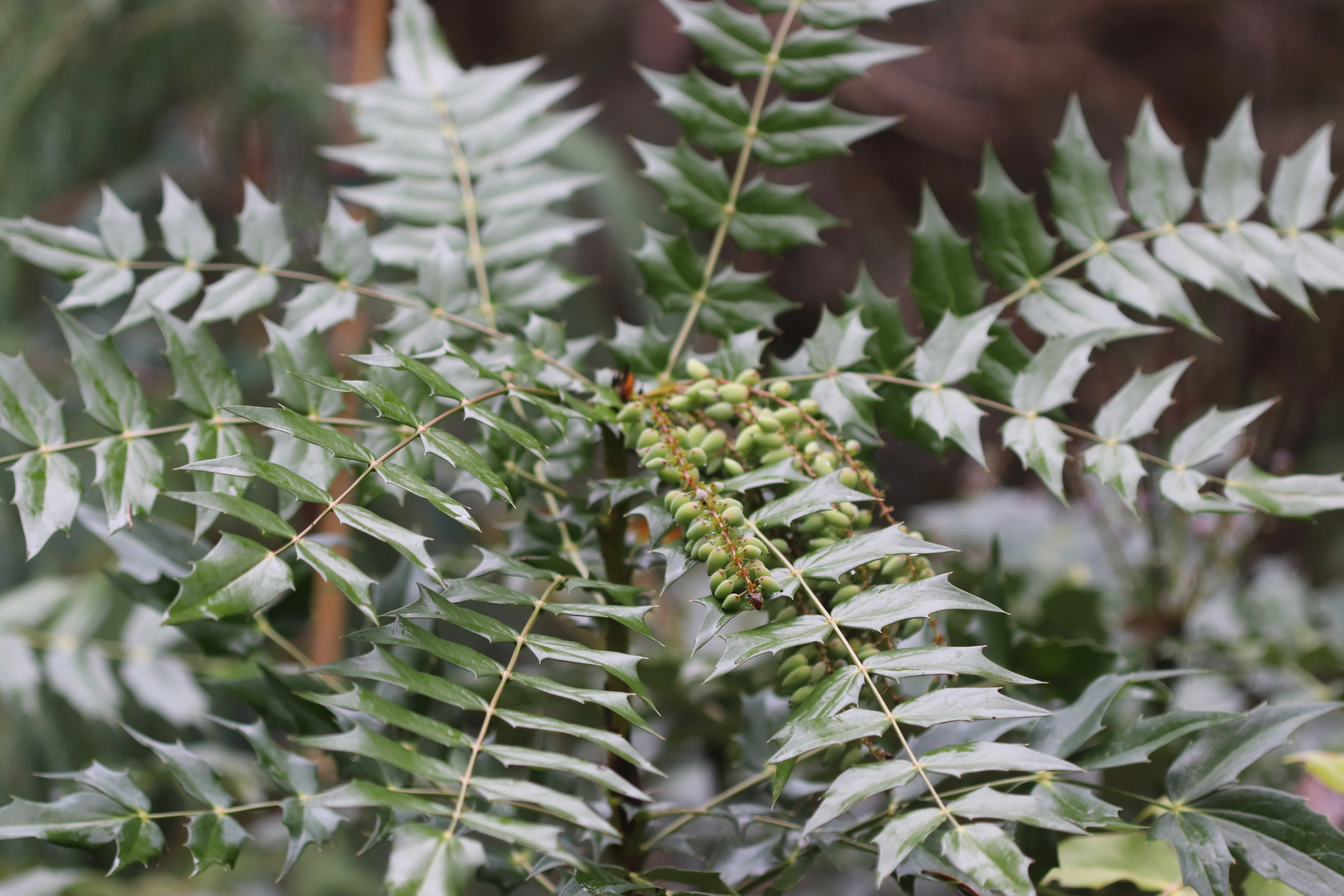 *RETAIL - Mahonia x media 'Arthur Menzies' - Image 2