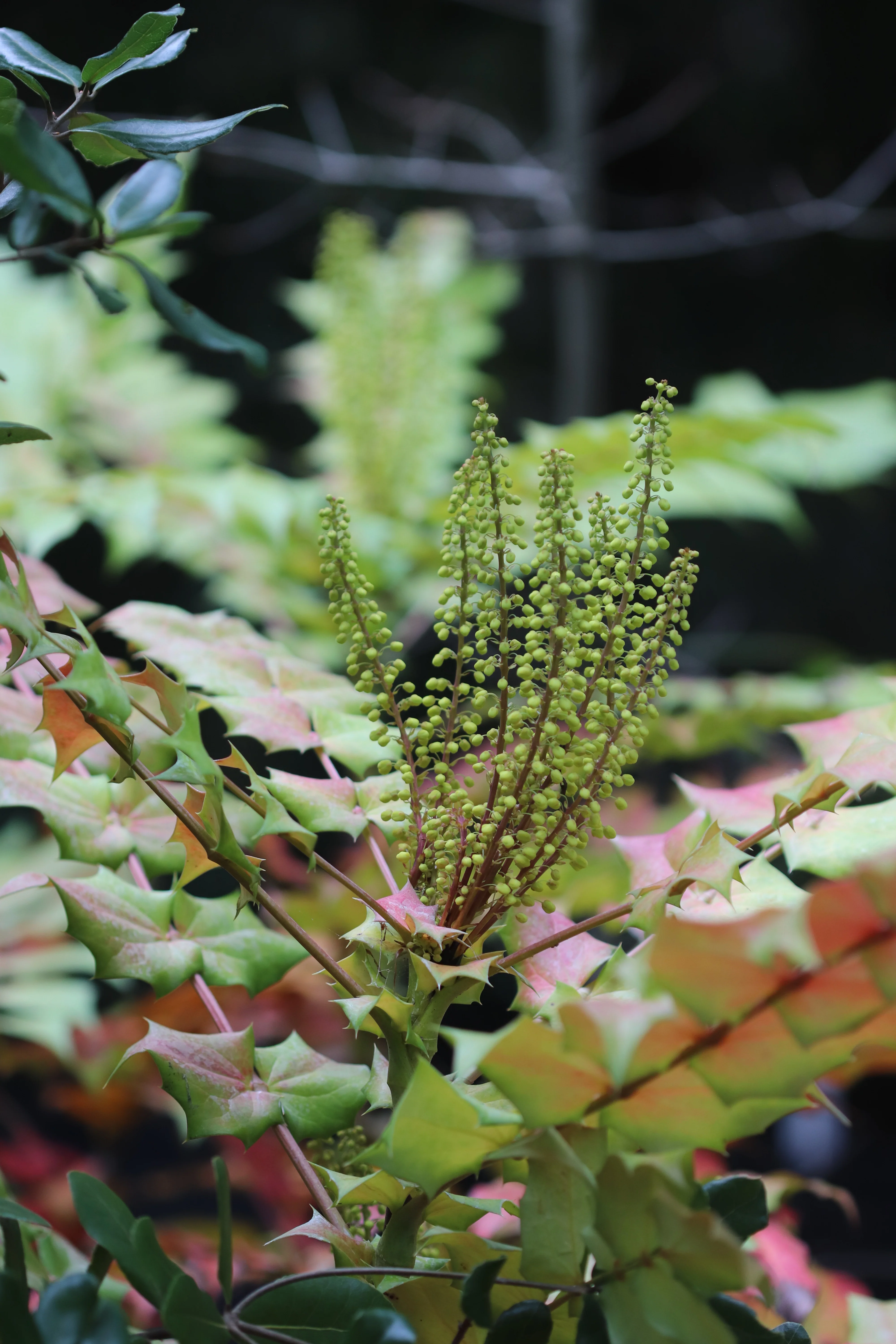 *RETAIL - Mahonia x media 'Arthur Menzies' - Image 3