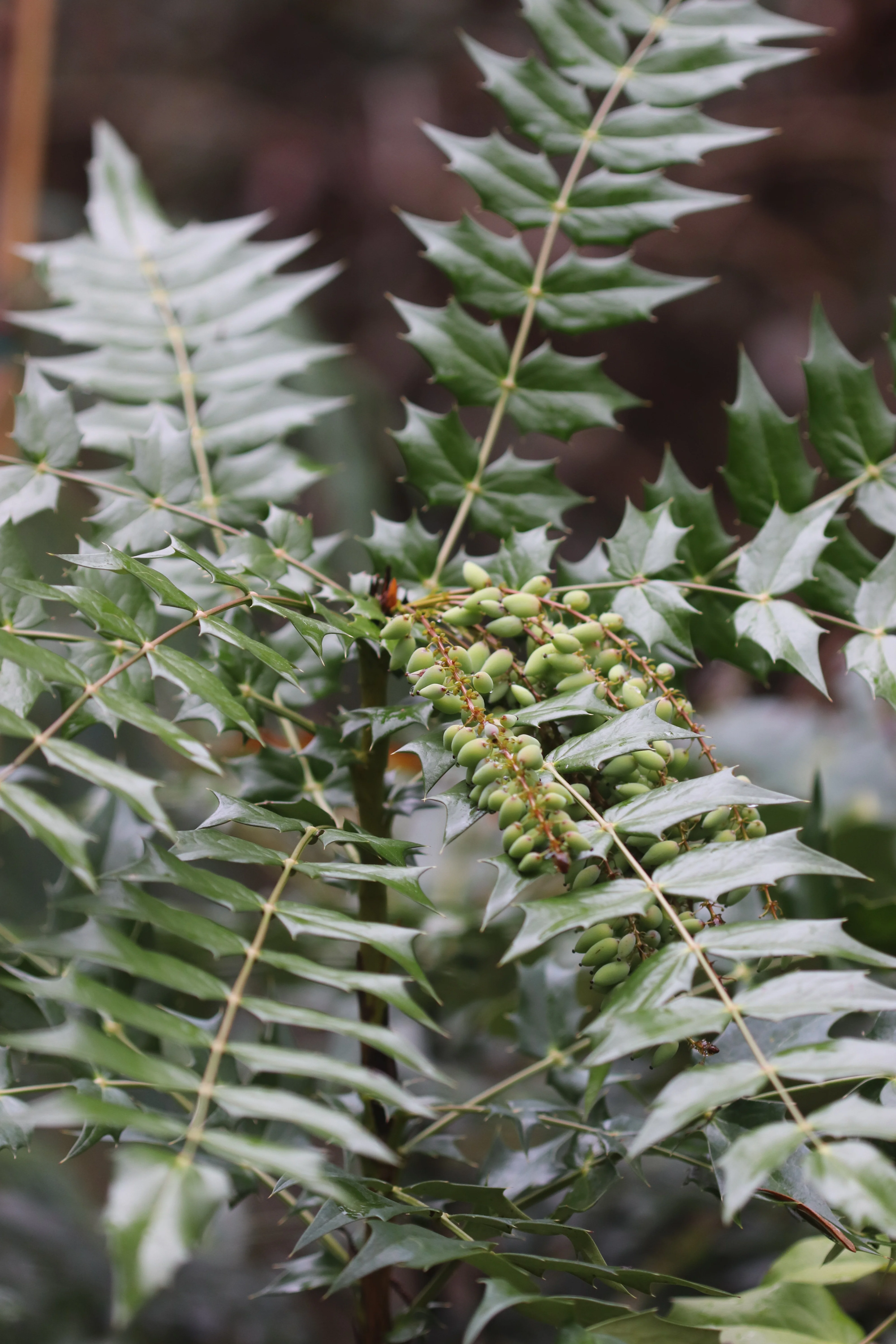*RETAIL - Mahonia x media 'Arthur Menzies' - Image 4