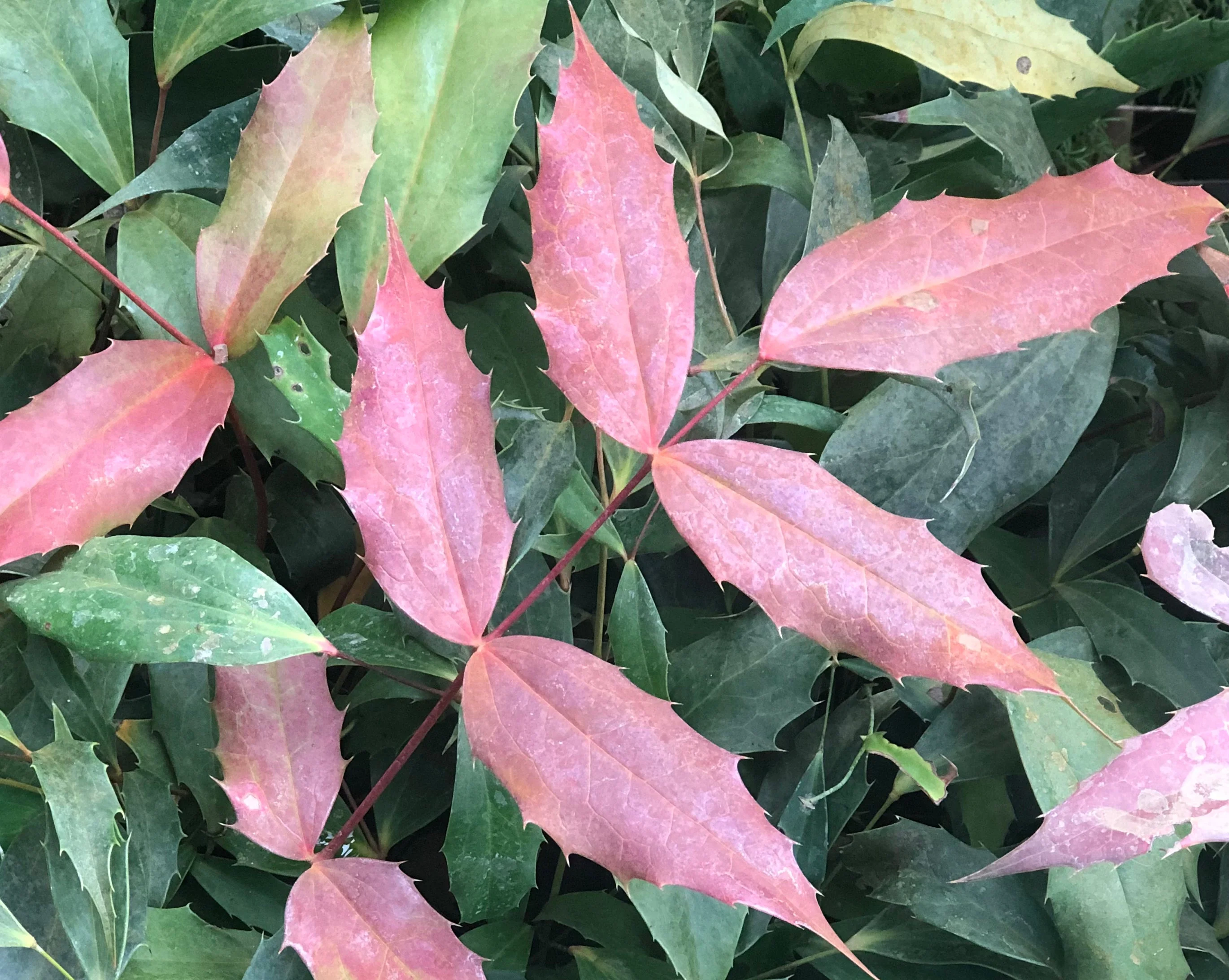 *RETAIL - Mahonia x savilliana - Image 2