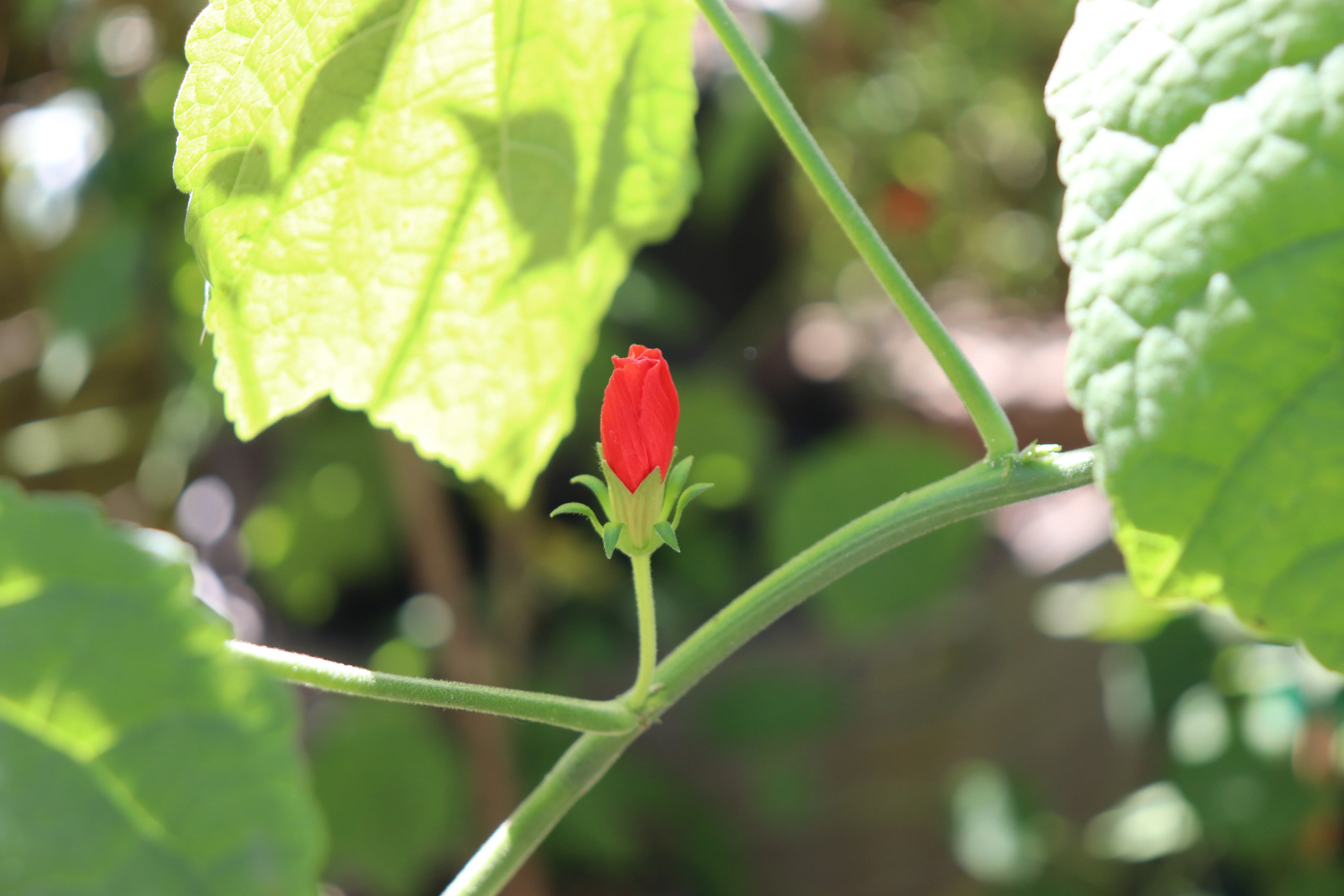 *RETAIL - Malvaviscus drummondii [San Juan, ARG.] - Image 3