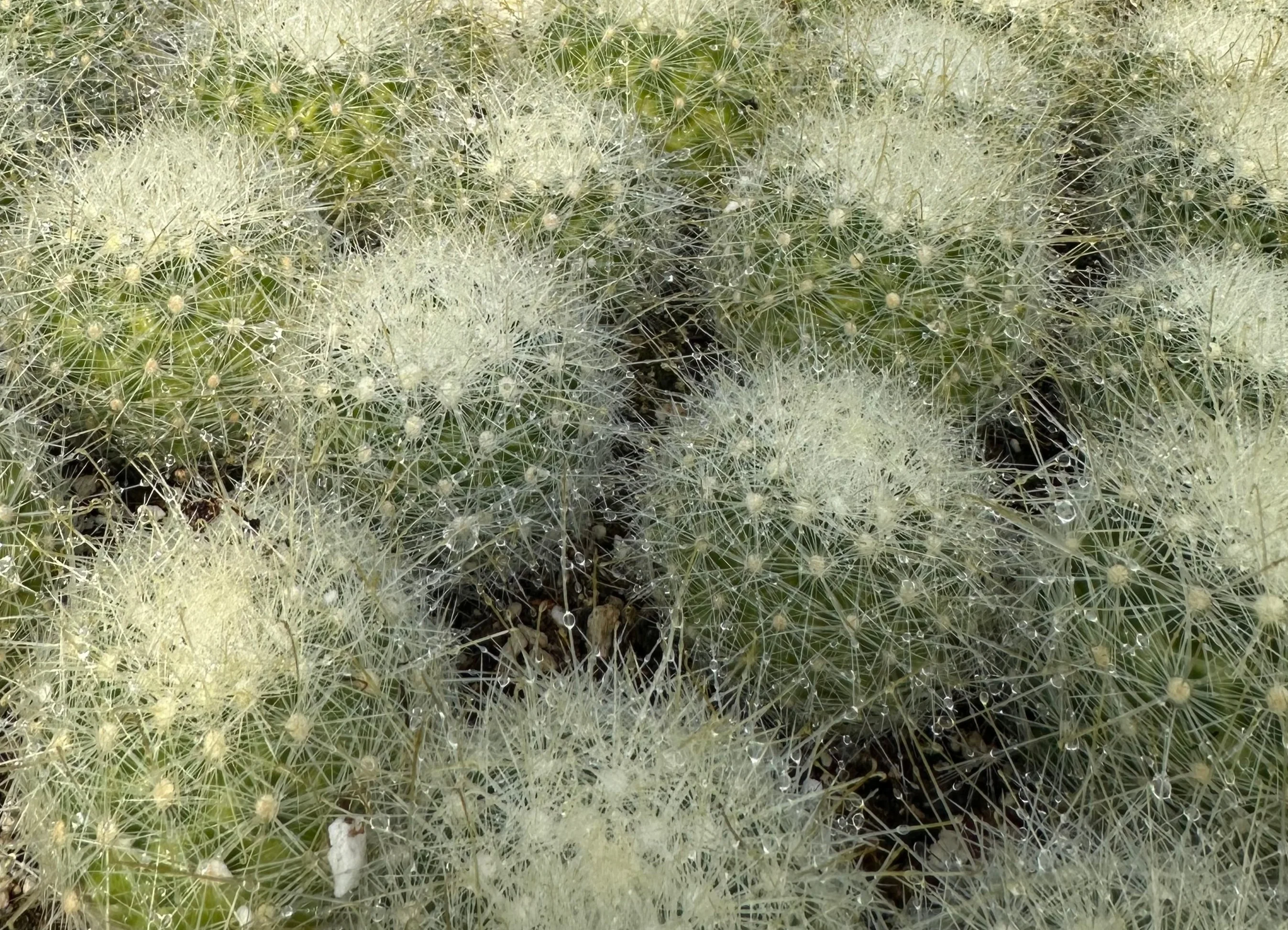 Mamillopsis senilis - Image 2