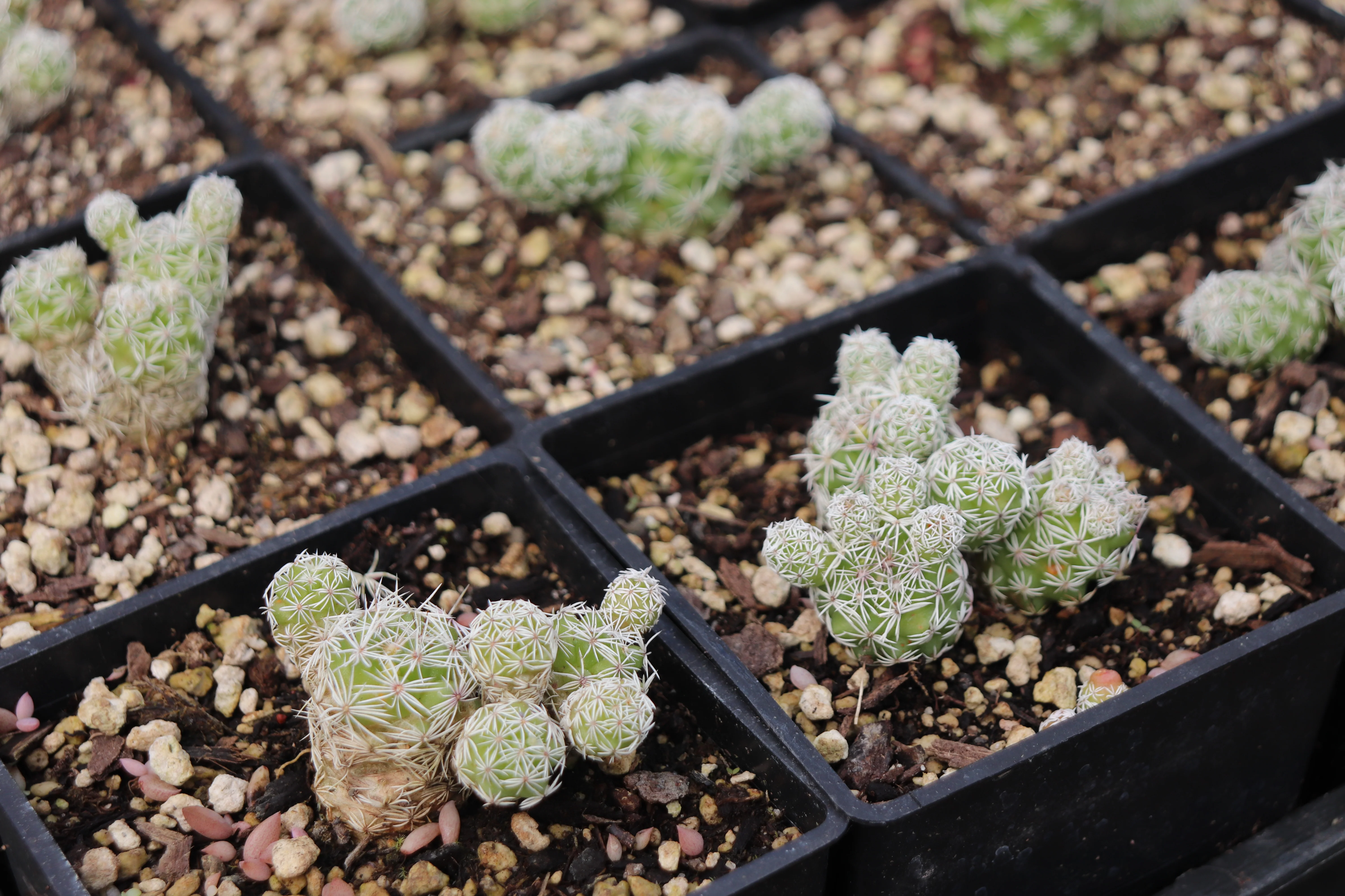 *RETAIL - Mammillaria gracilis ssp. fragilis - Image 2