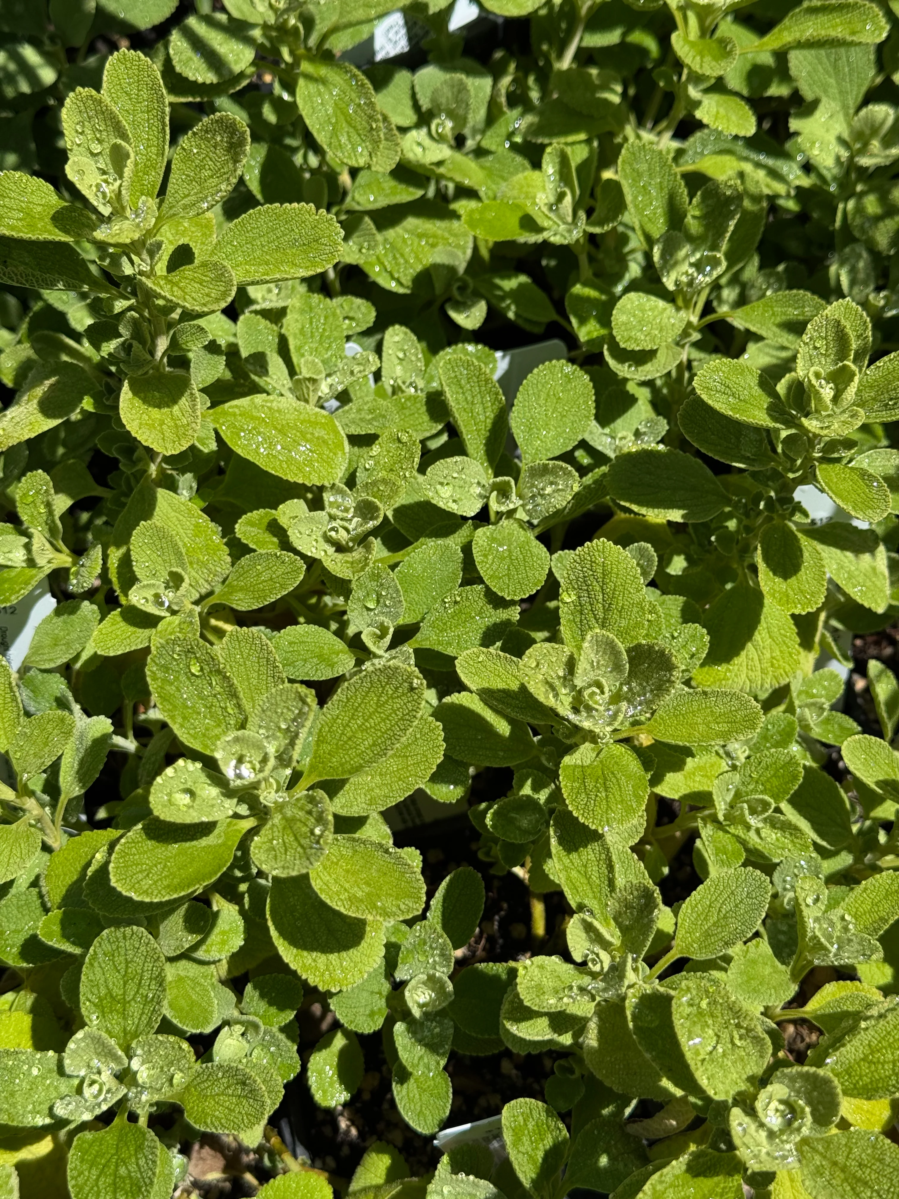 *RETAIL - Marrubium bourgaei 'All Hallows Green' - Image 2