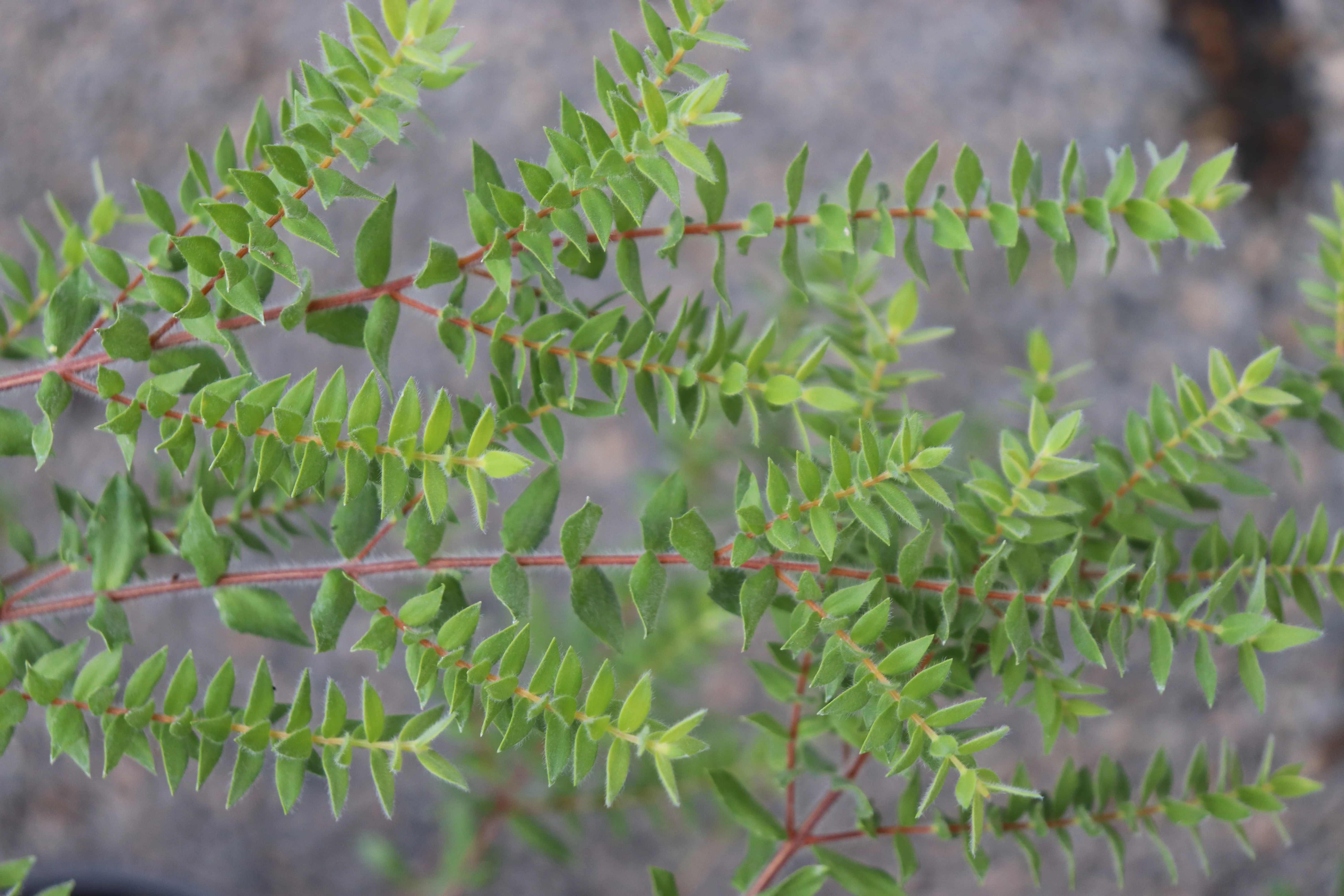 Melaleuca squarrosa - Image 2