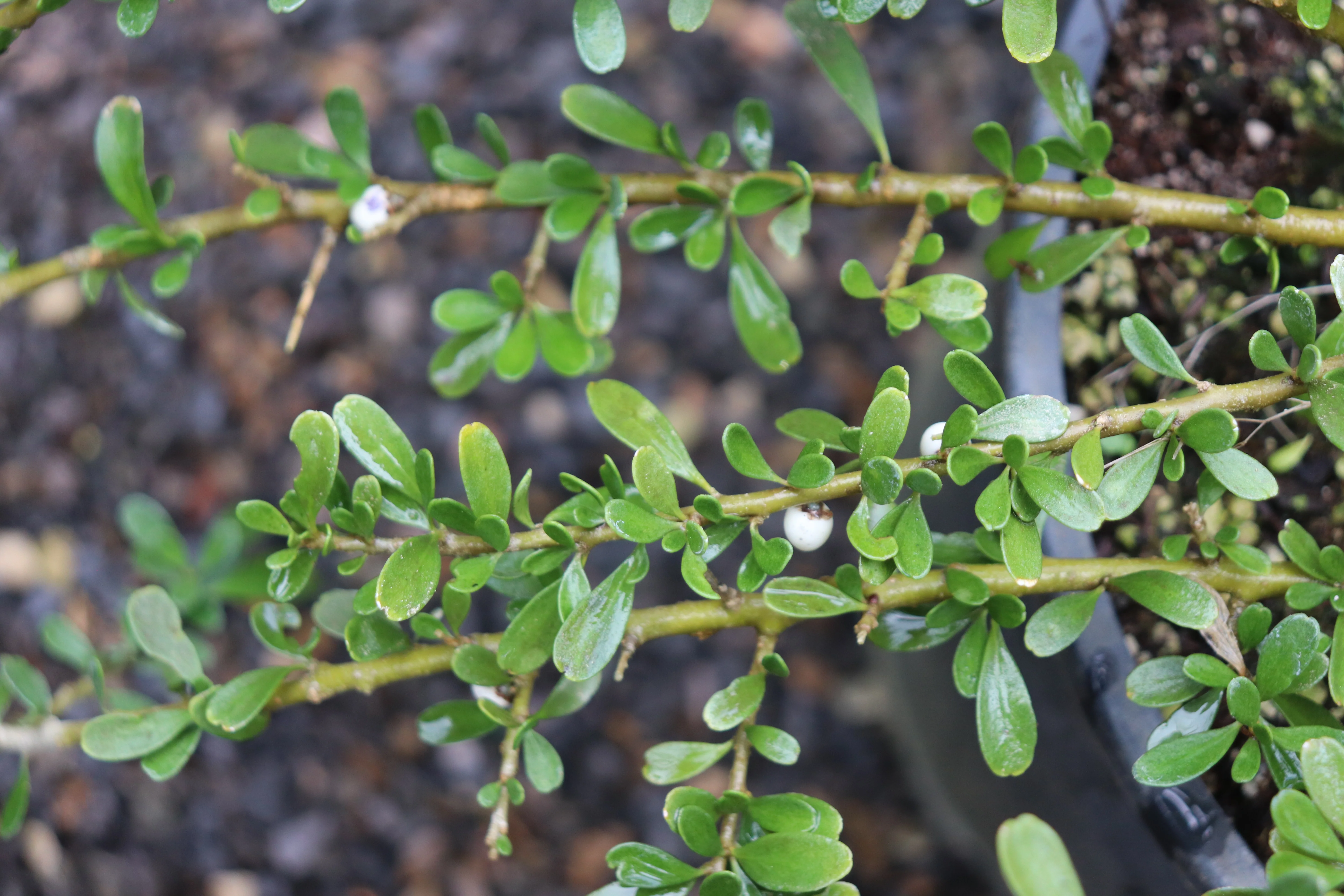 *RETAIL - Melicytus crassifolius - Image 2