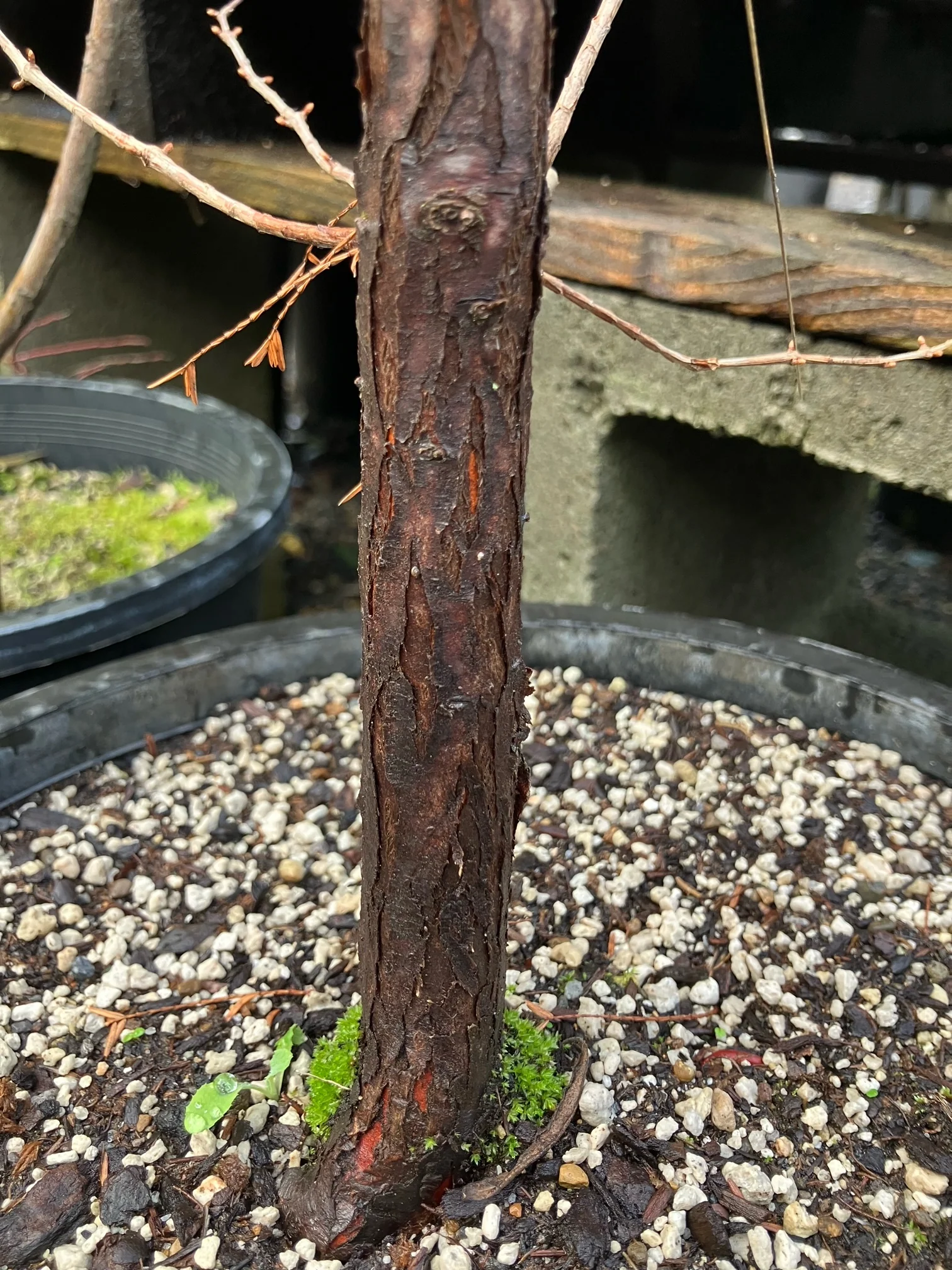 *RETAIL - Metasequoia glyptostroboides 'Dawn' - Image 2