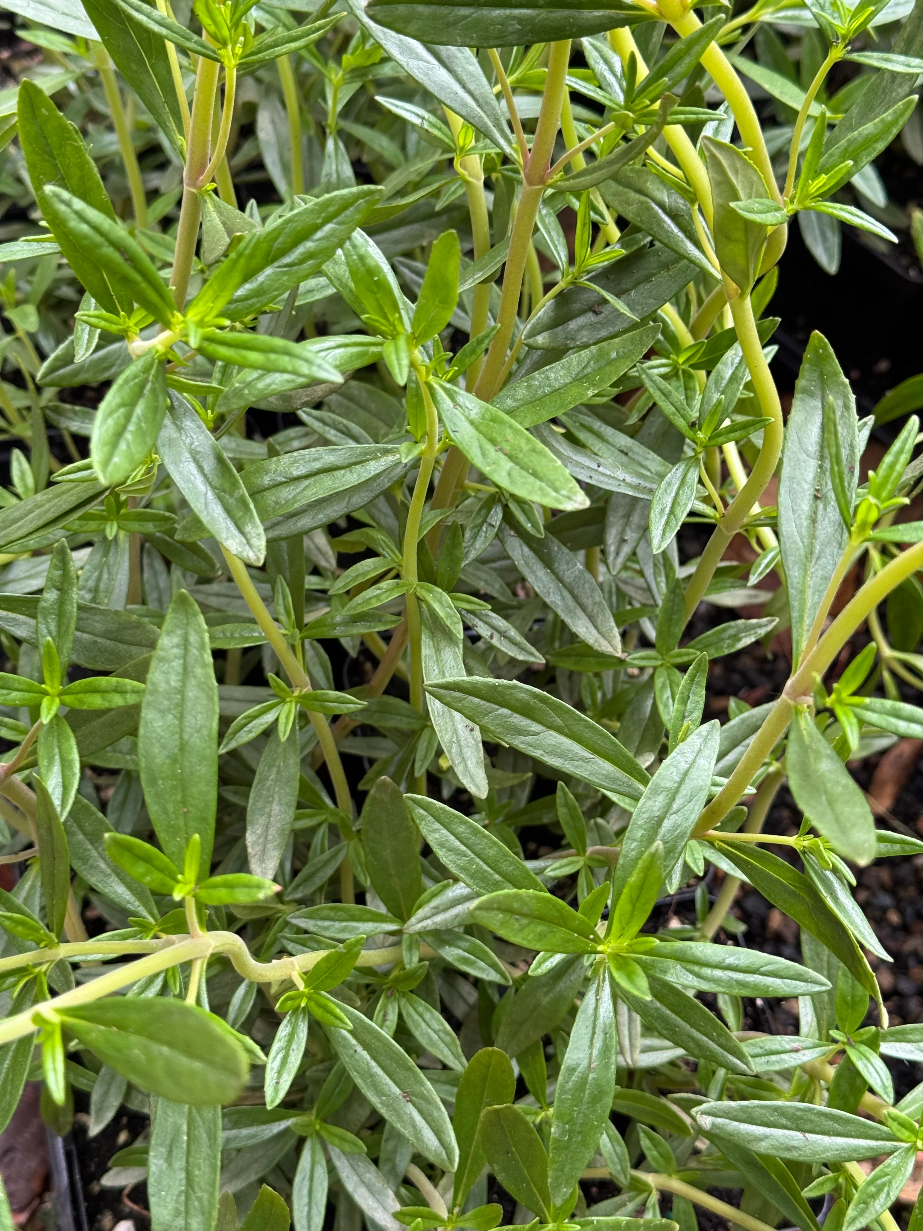 *RETAIL - Mimulus aurantiacus 'Firewalker' - Image 2