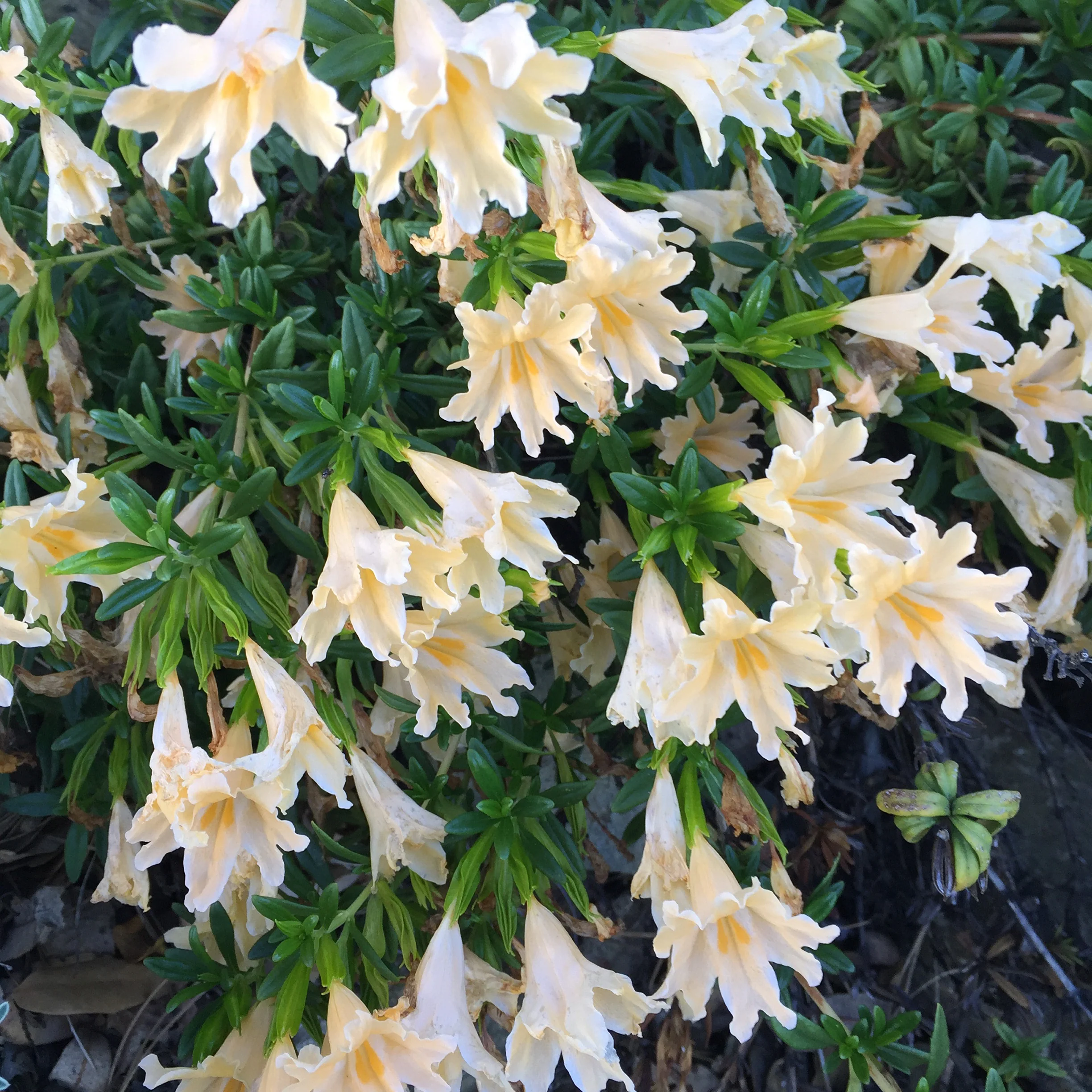 *RETAIL - Mimulus bifidus var. alba