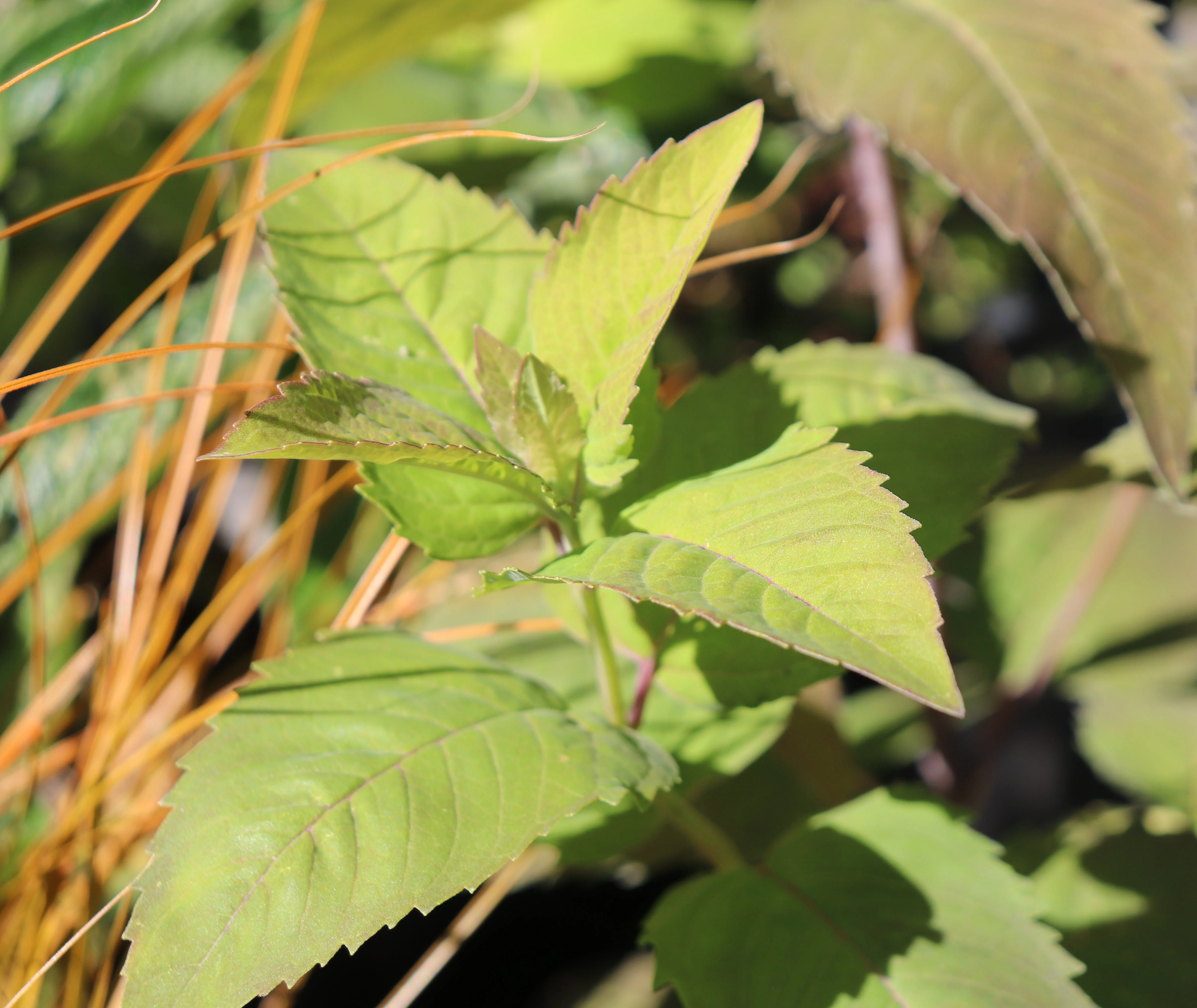 *RETAIL - Monarda fistulosa - Image 2