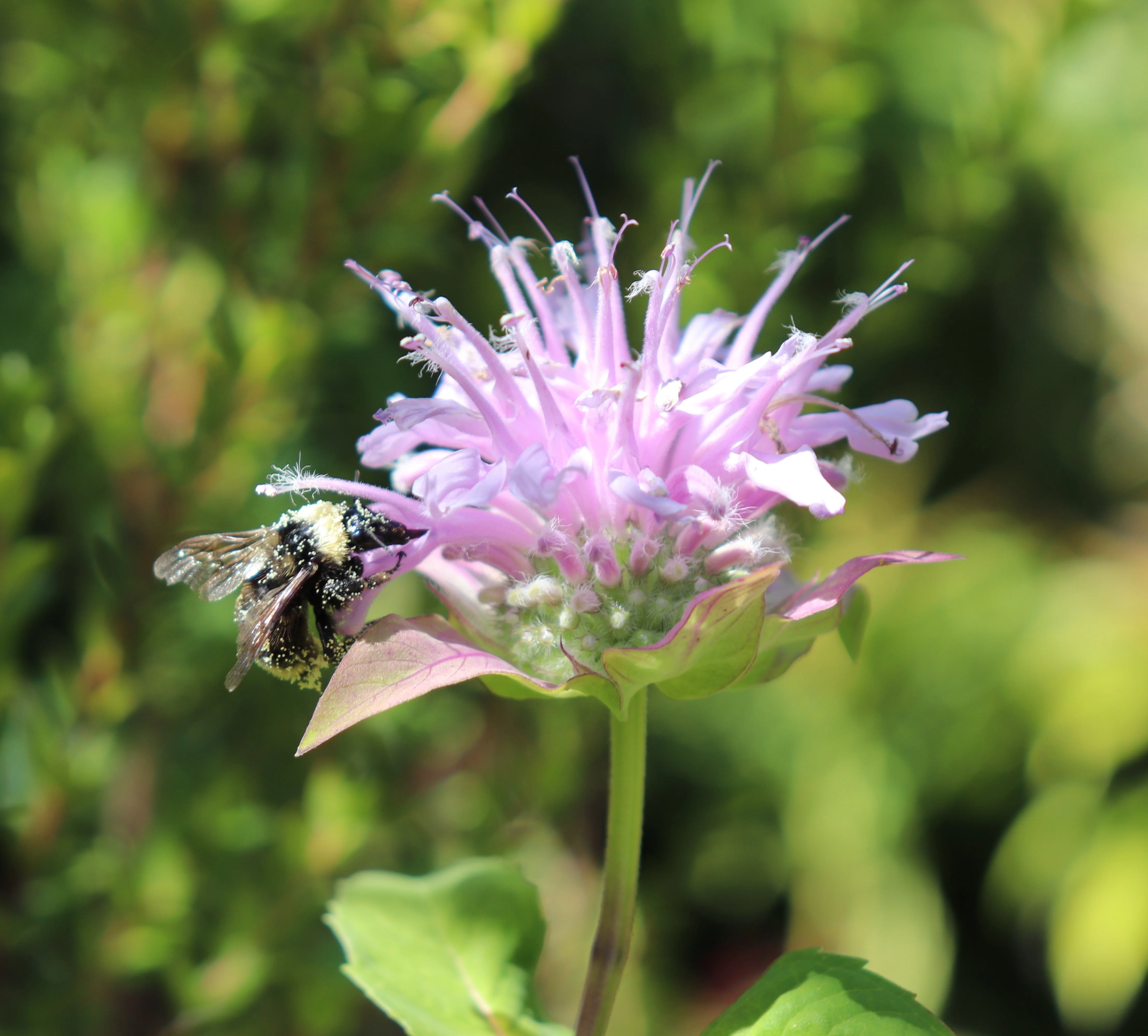 *RETAIL - Monarda fistulosa - Image 3