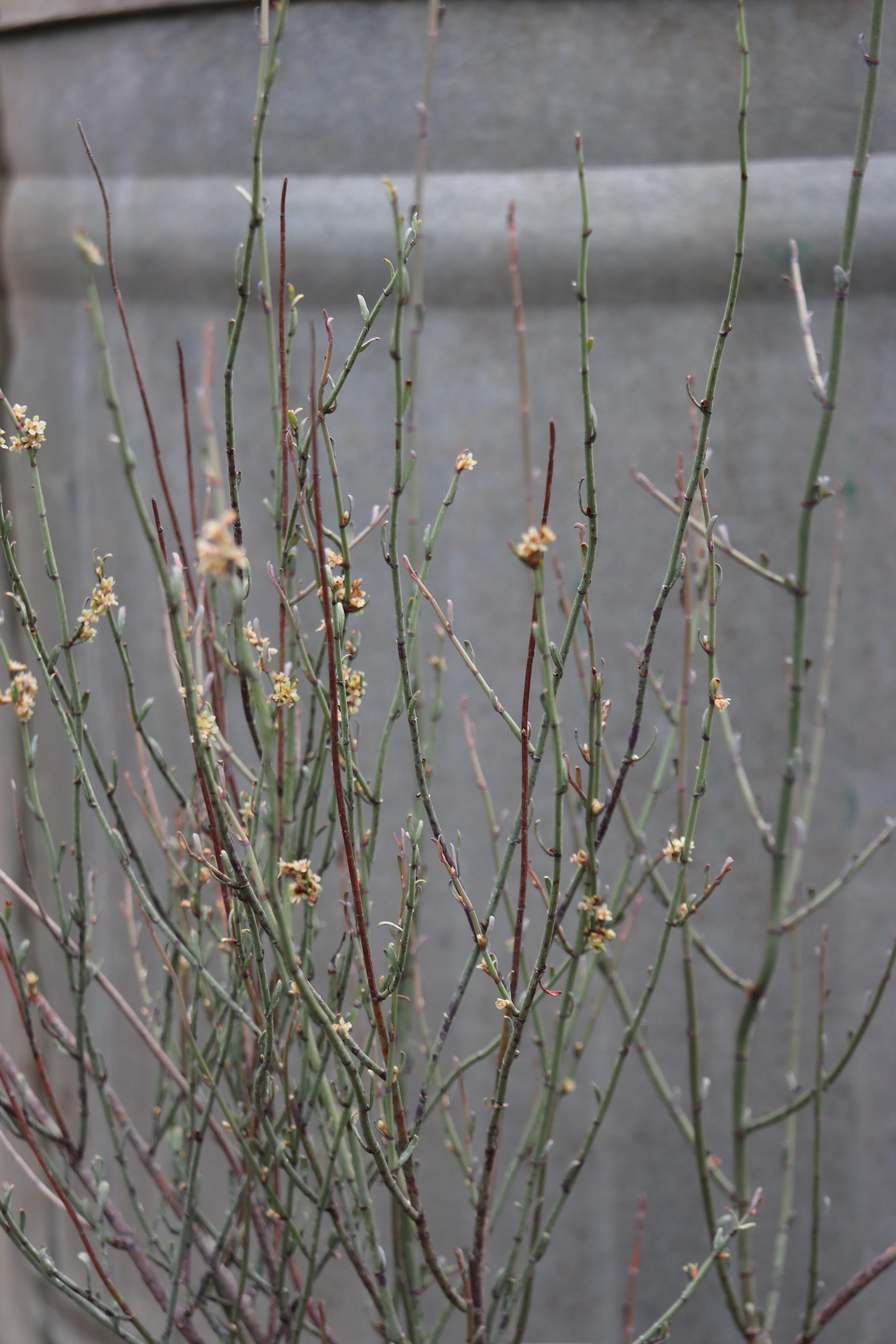 *RETAIL - Muehlenbeckia ephedroides - Image 2