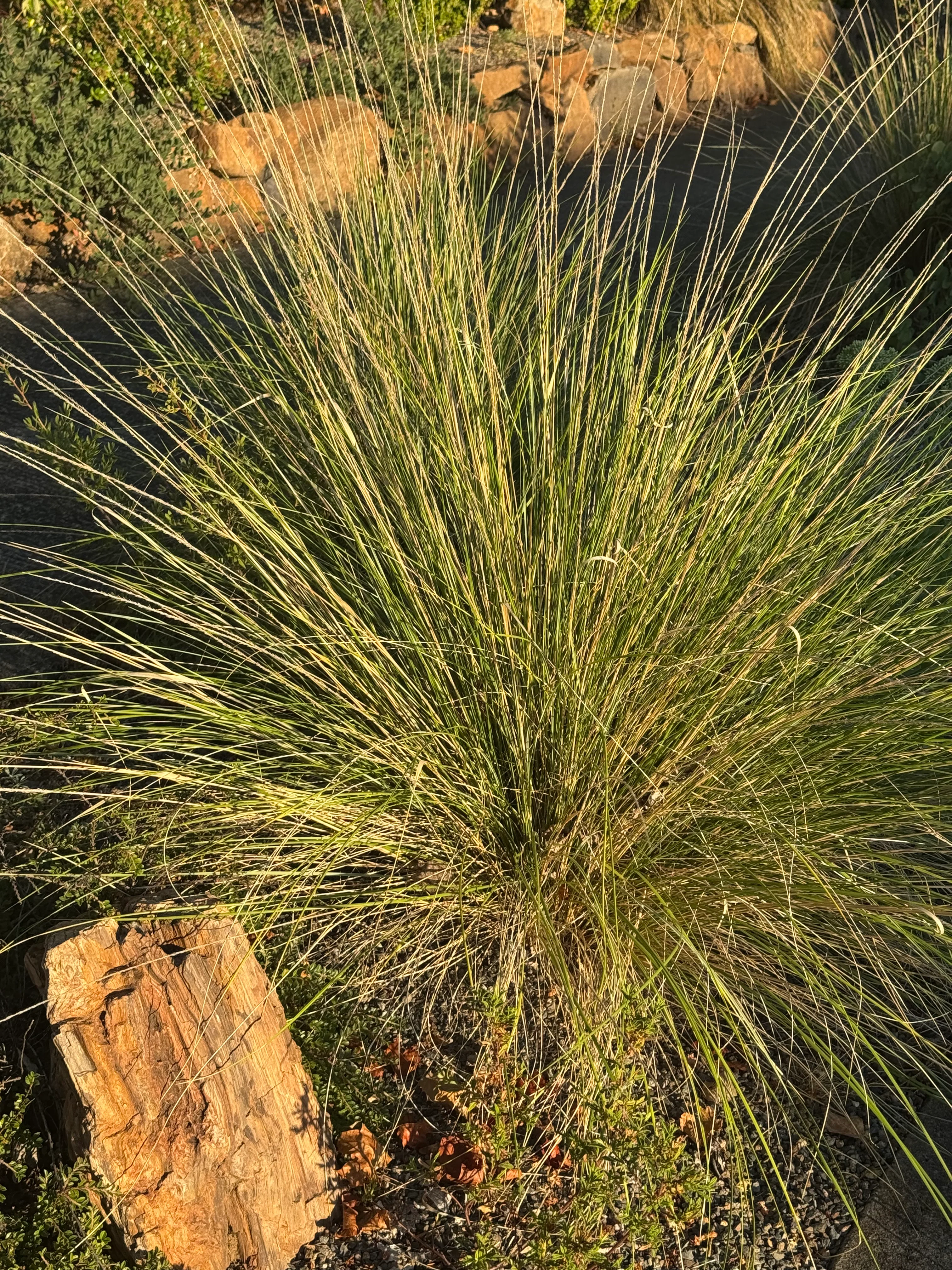*RETAIL - Muhlenbergia dubia - Image 2