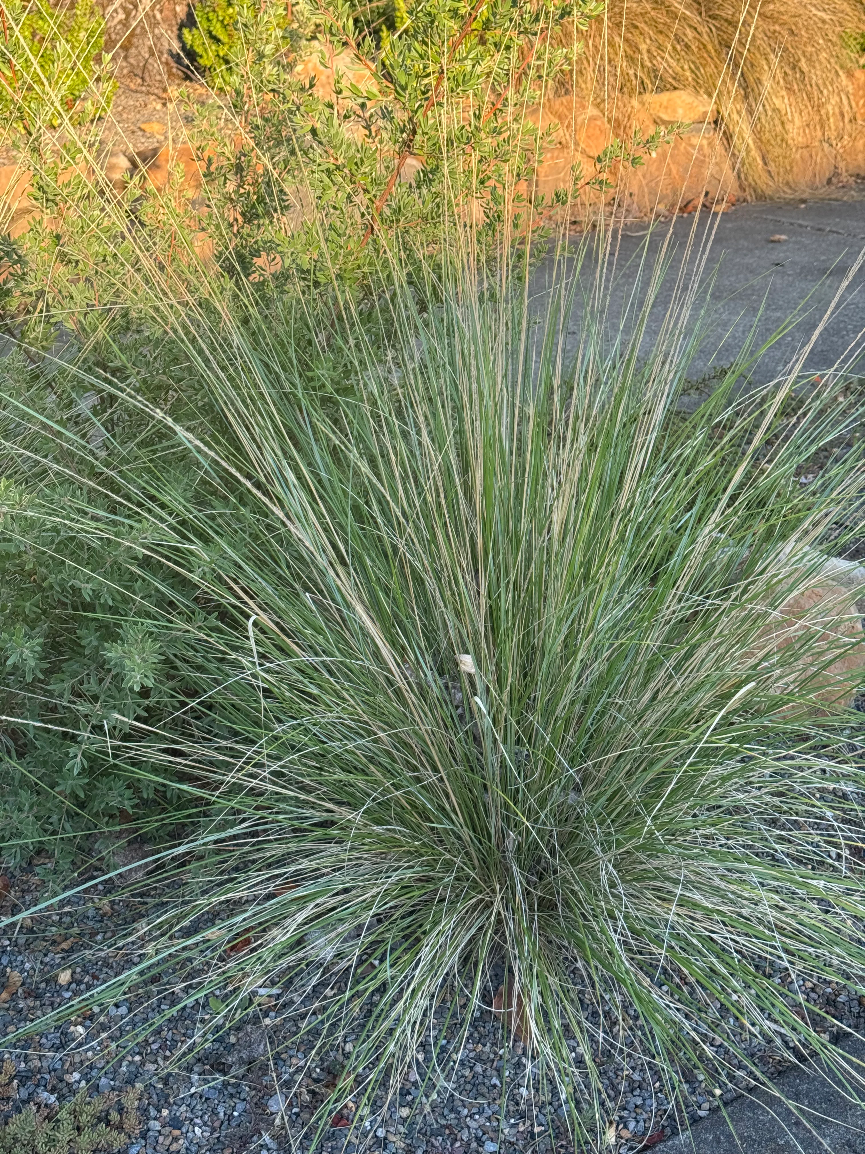 *RETAIL - Muhlenbergia dubia - Image 3