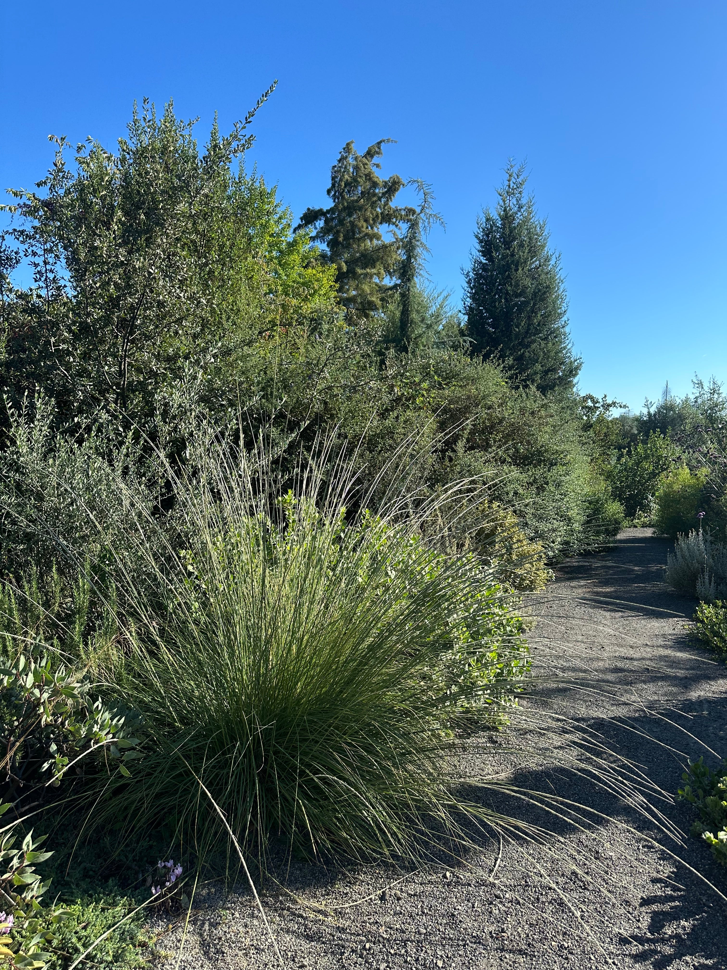*RETAIL - Muhlenbergia rigens - Image 2