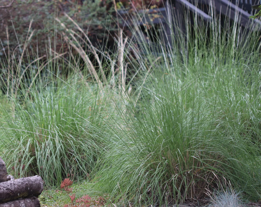 *RETAIL - Muhlenbergia rigens - Image 3