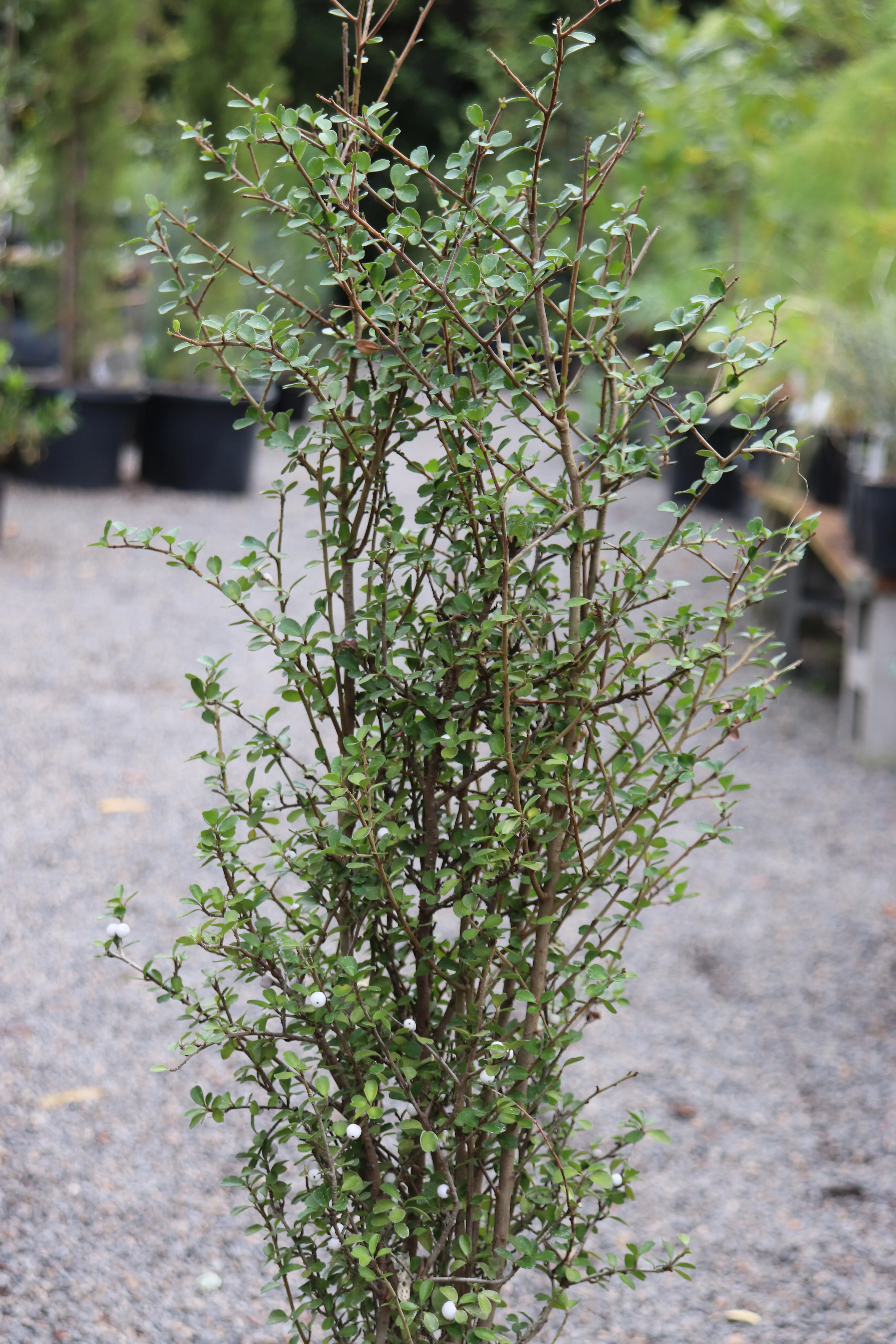 *RETAIL - Myrsine divaricata - Image 2